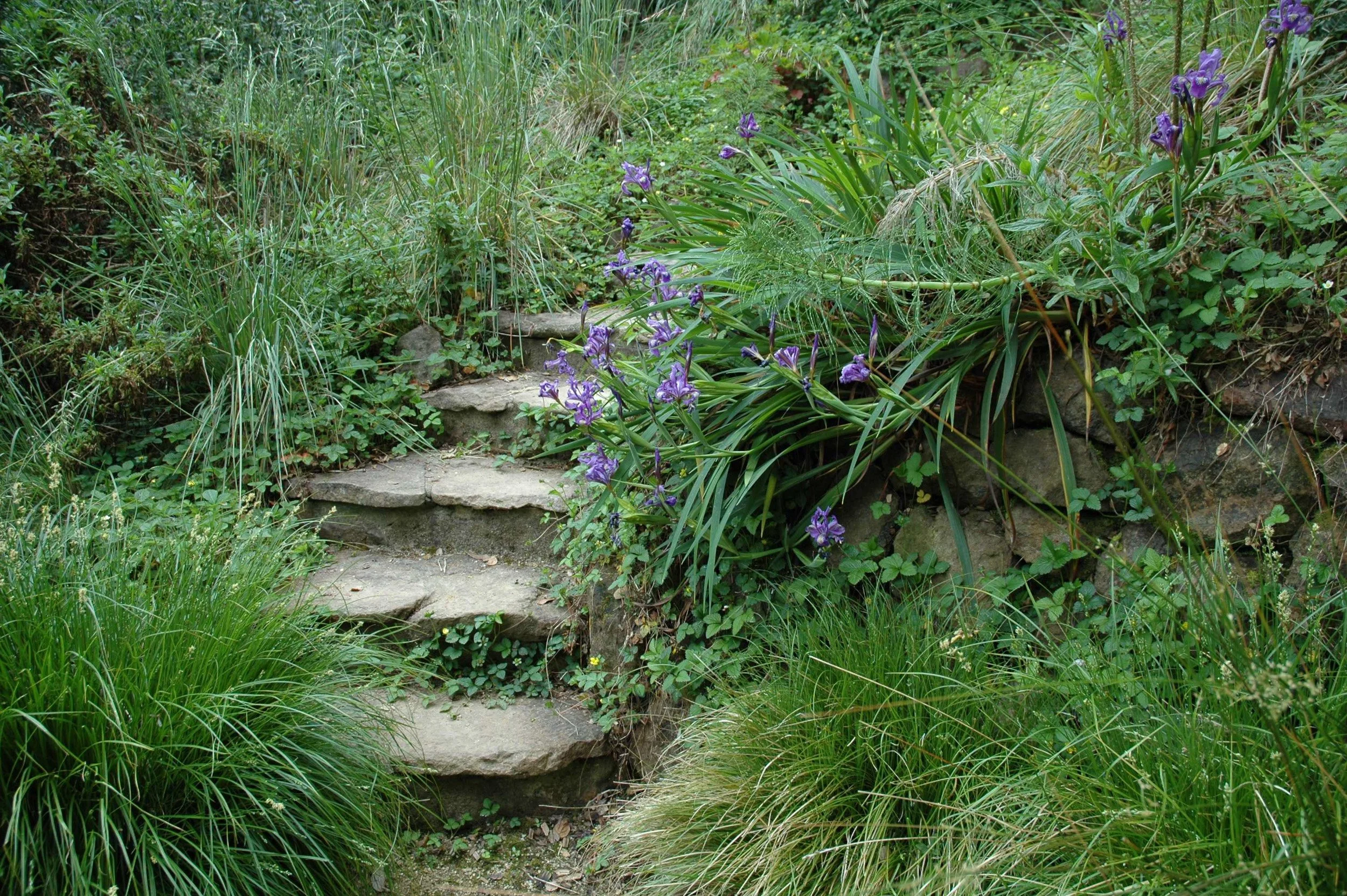 Woodland garden with curving stone steps stacked stone wall bunch grass purple iris california native plants shady landscape