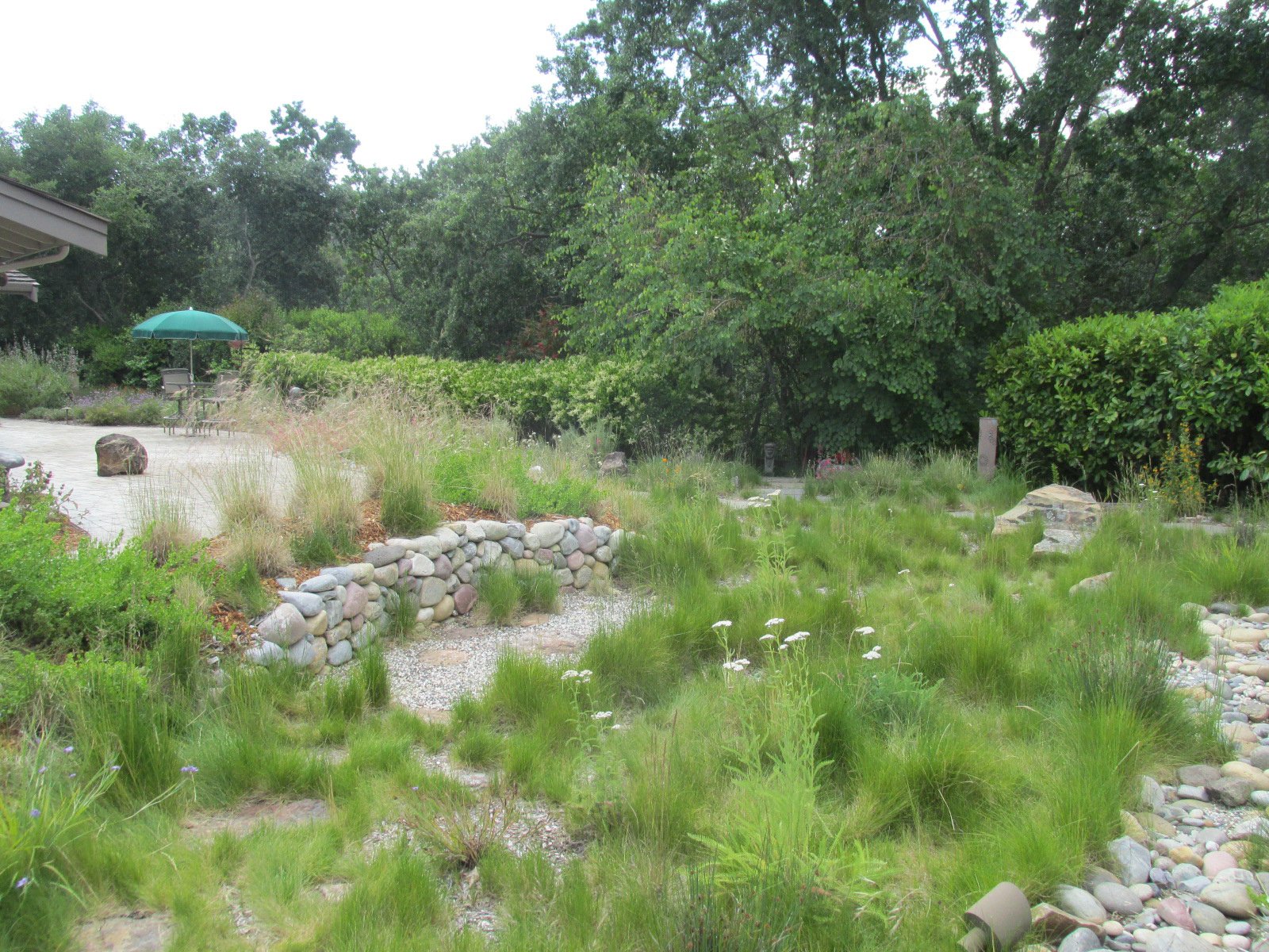A california native meadow grass land lawn alternative with pebbles and rocks near a dry stacked stone wall with bunch grass in a residential garden.