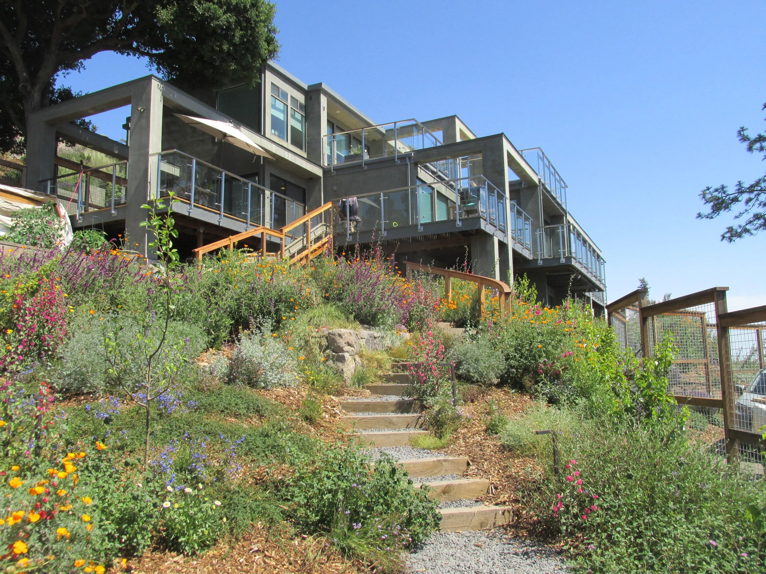 A sloped residential garden with timber tie steps and grey gravel pathways with colorful flowering orange, pink, purple, and red california native plants.