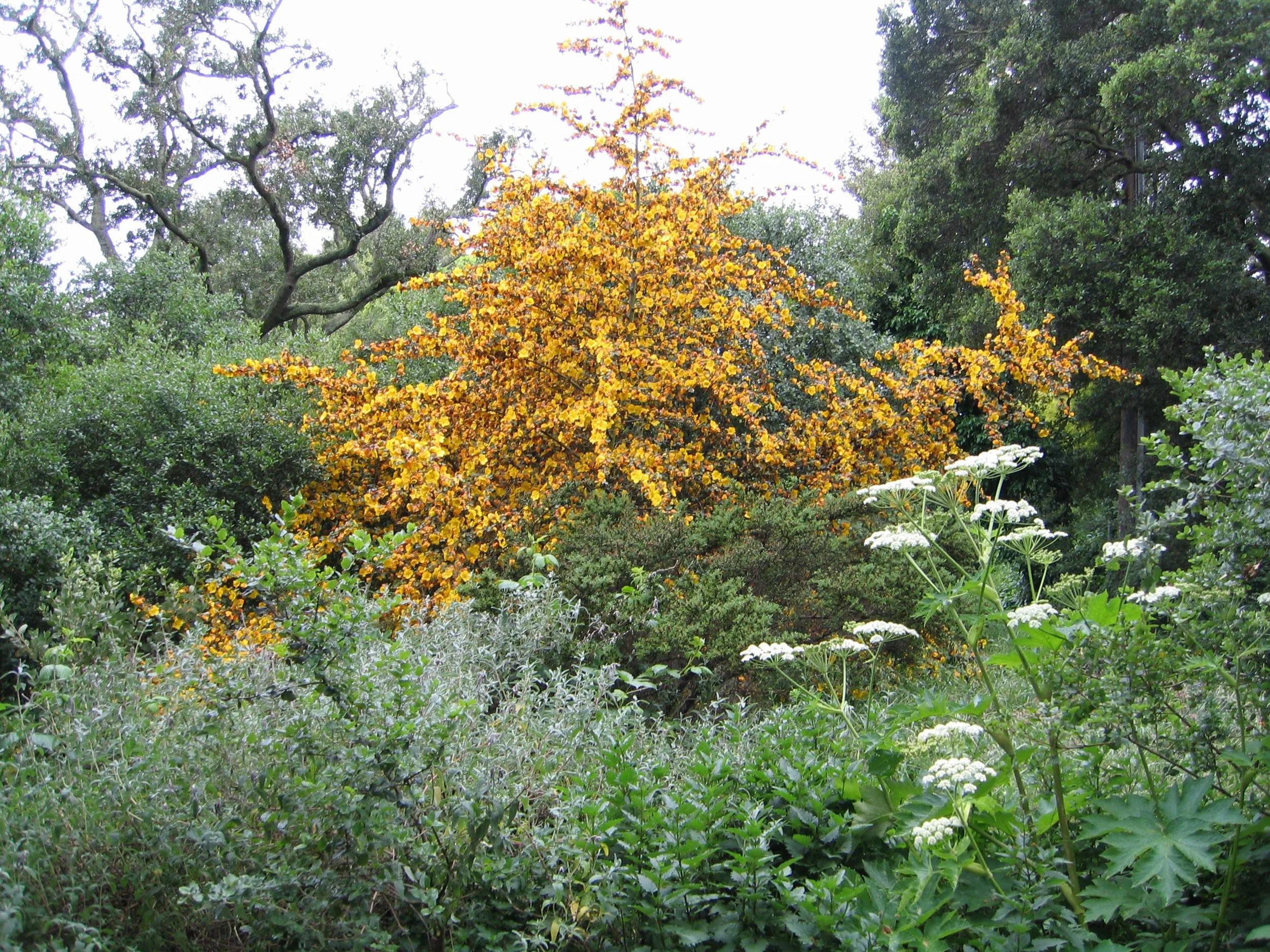 Fremontodendron californica in full bloom yellow orange flowers with white flower cow parsnip and manzanita in foreground california native plant garden