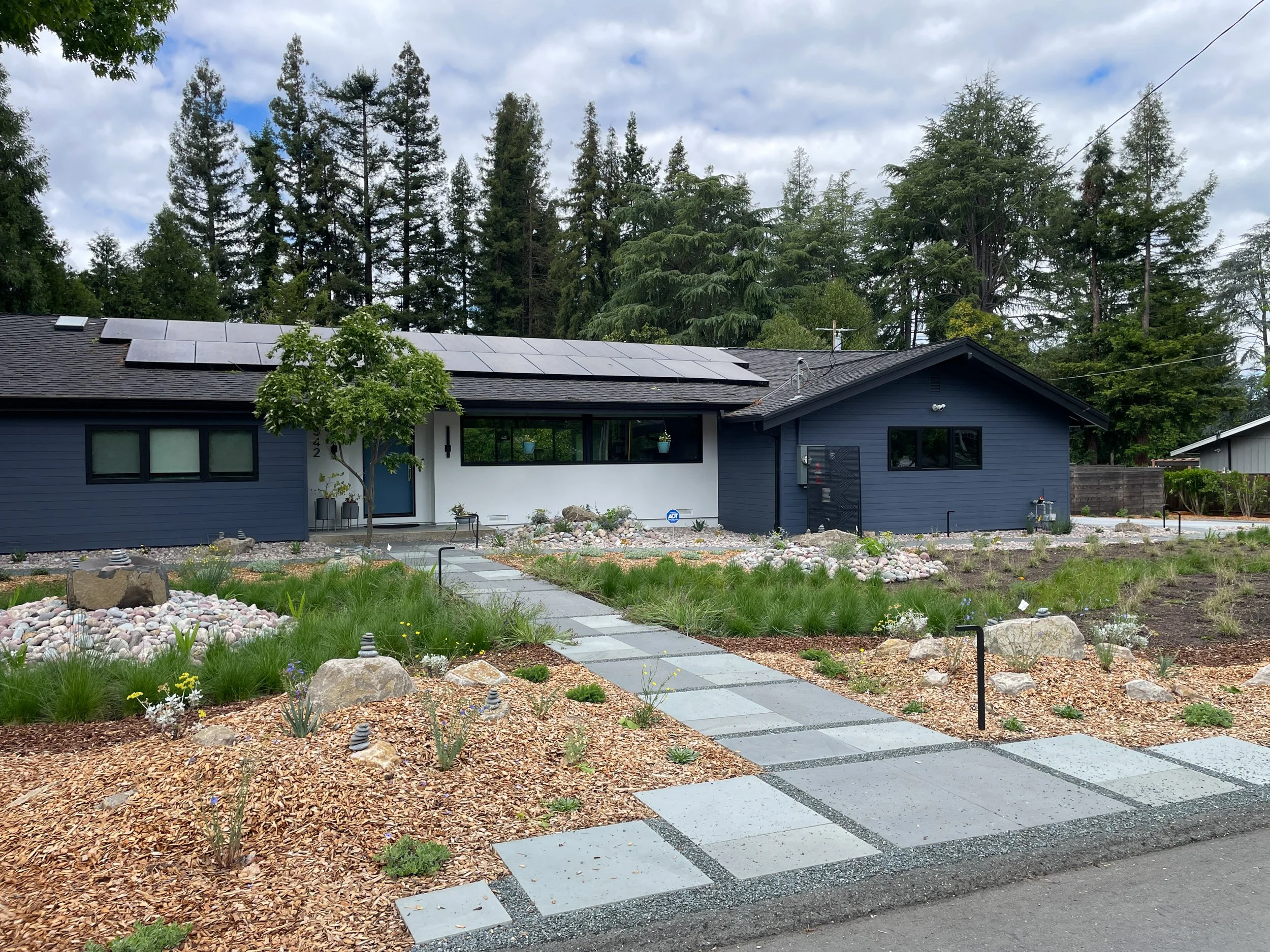 A modern residential front garden with a straight checkered bluestone pathway entrance surrounded by a california native meadow and sunny plantings.