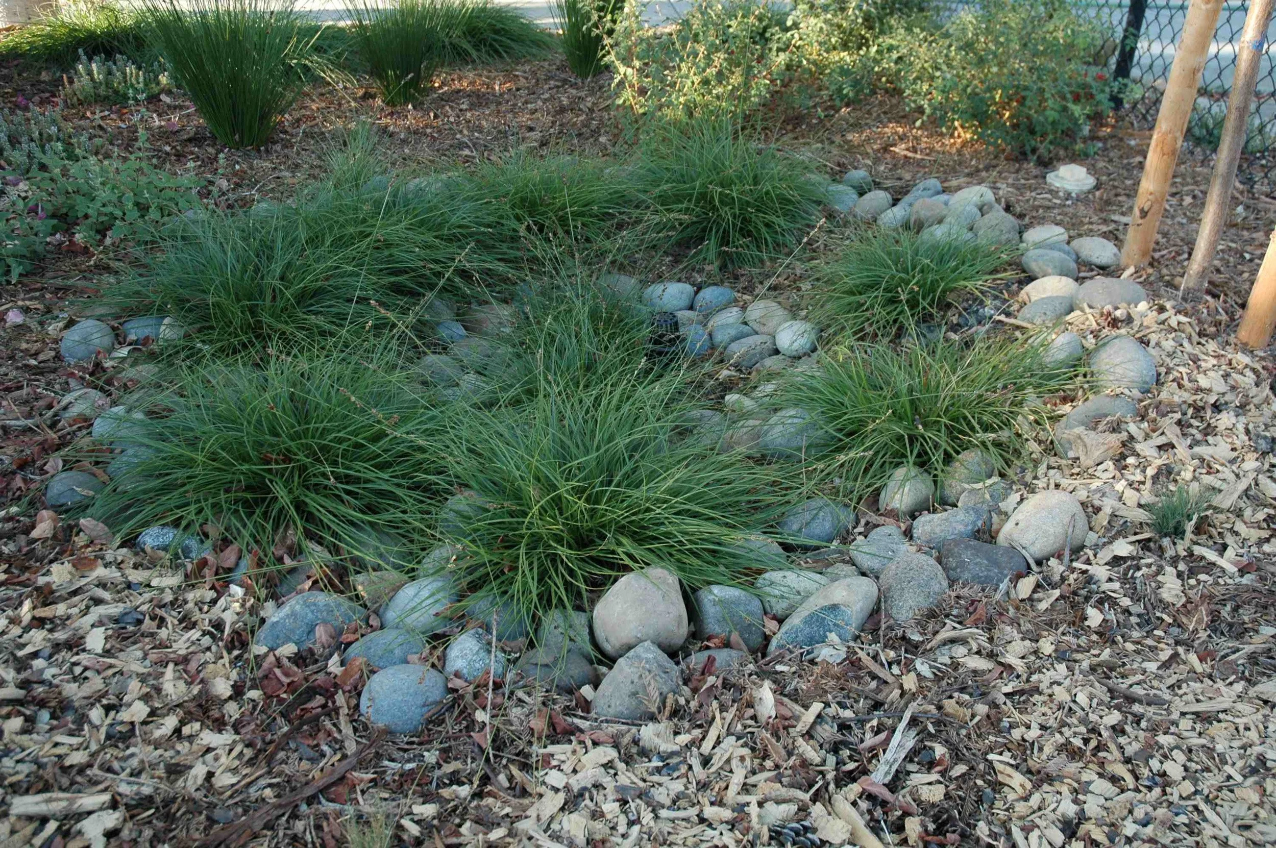 A planted circular rain garden slows and sinks water with California native meadow plants that can handle seasonal wetness. Rocks and pebbles add a natural mulch look.