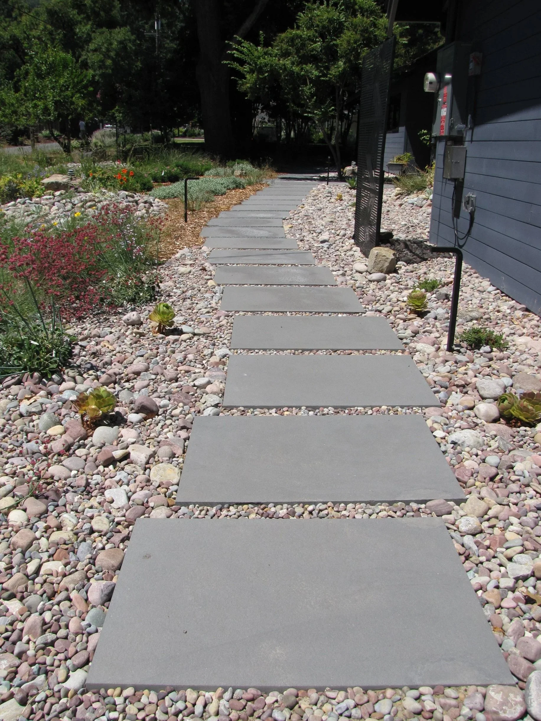 Front garden landscape design bluestone pavers modern paving pathway meadow california native plants east bay firewise waterwise bioswale rain garden