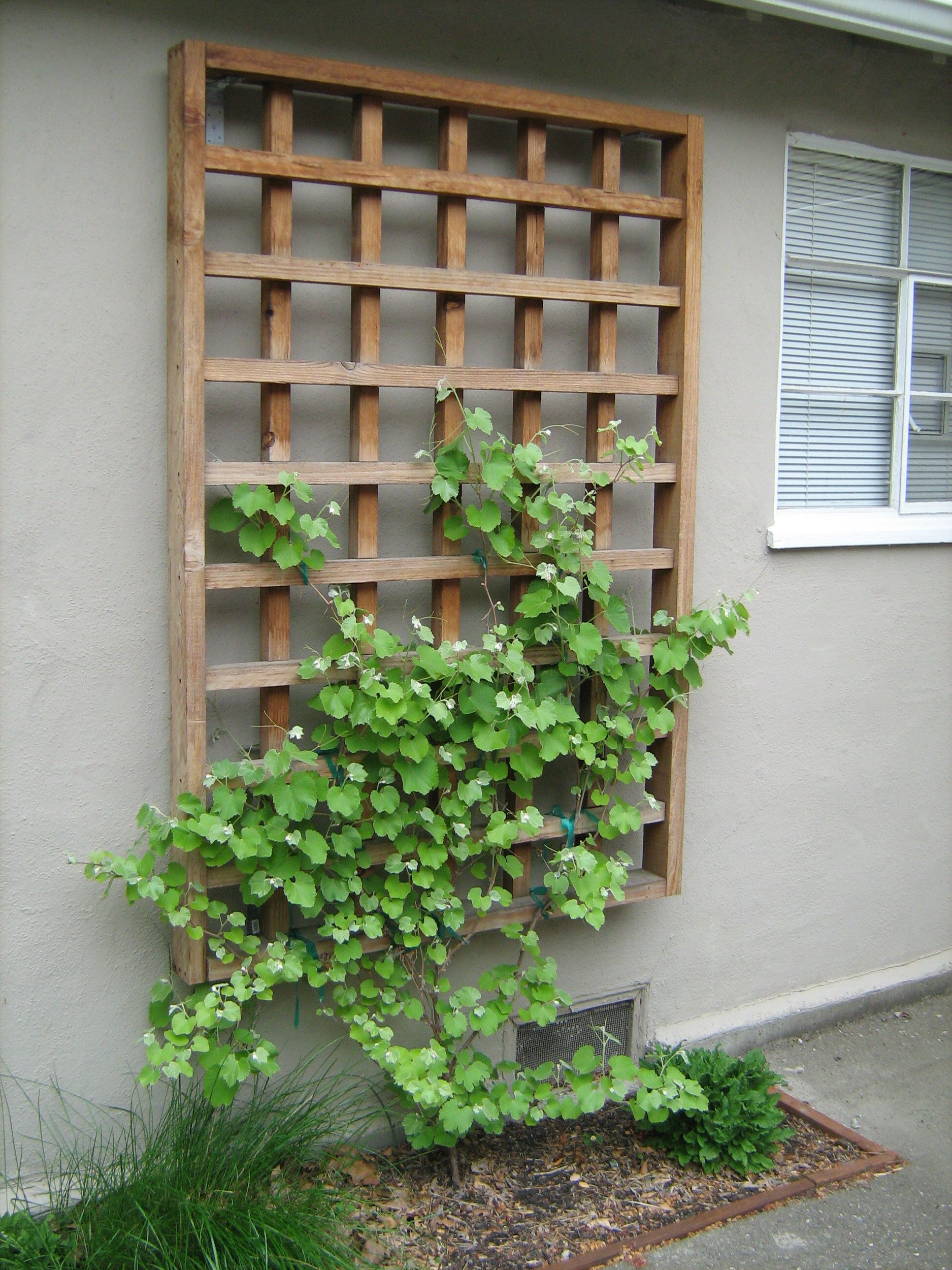 Natural wood trellis on the side of a building with a california native plant vine