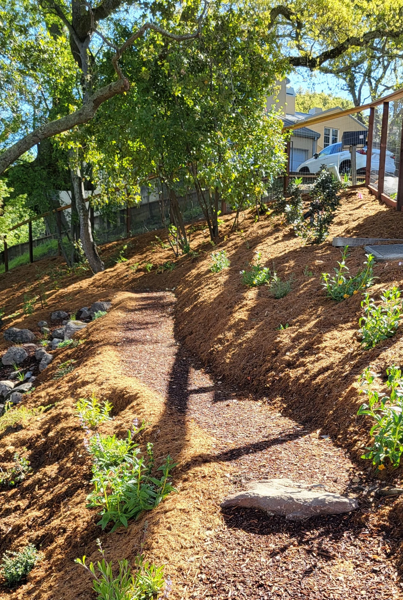 A mulch pathway with a stone step on a hillside with california native plants.