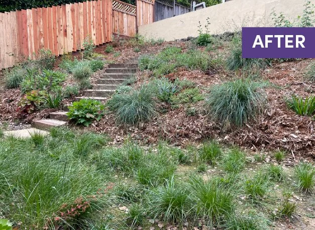 After photo of a hillside with timer tie steps native plantings and a california native meadow