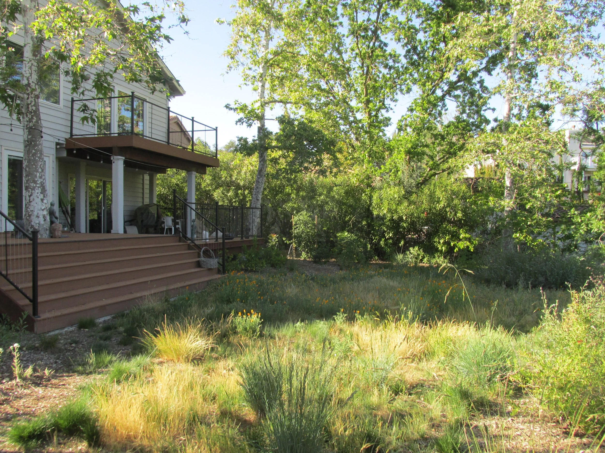 California native lawn alternative meadow grass in a residential garden.