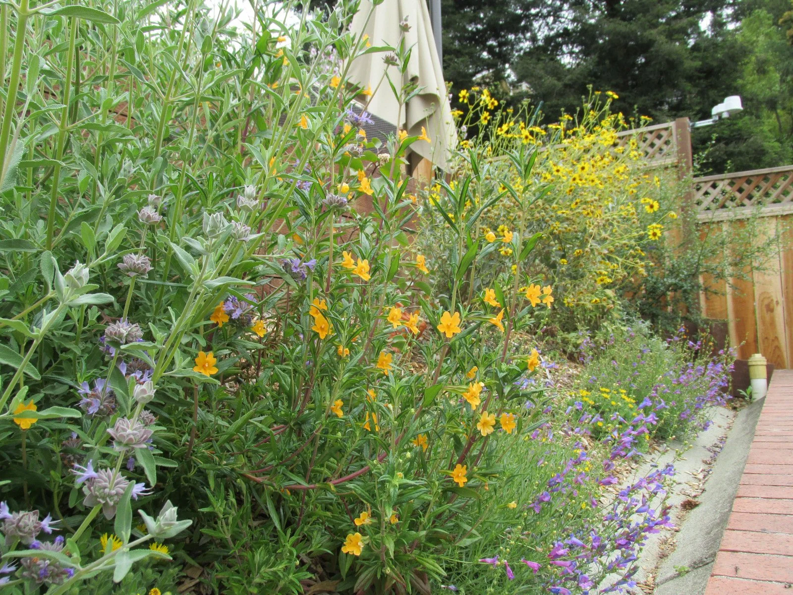 Sticky monkey flower and purple sage salvia clevelandii yellow california native sunflower