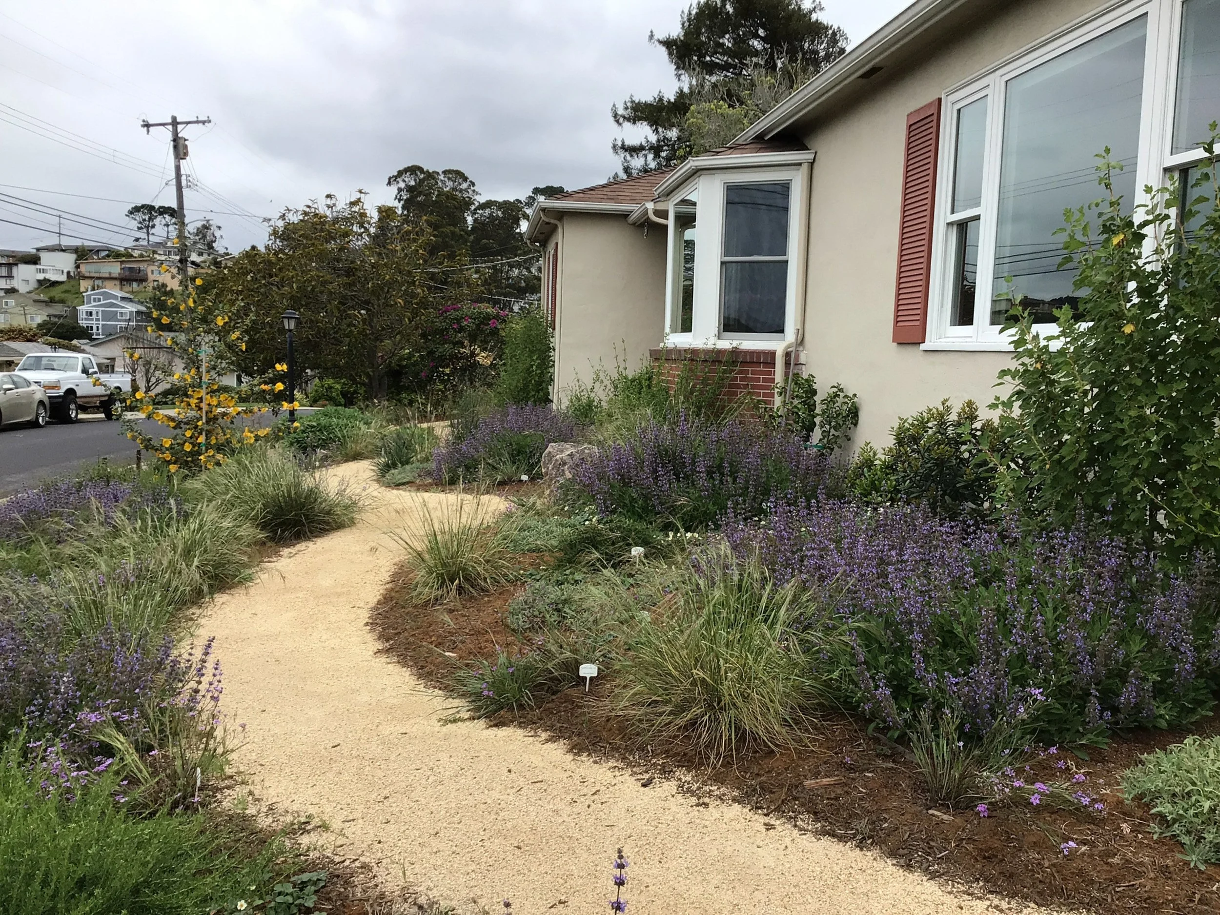 A curving organic tan decomposed granite pathway in a front residential garden with california native plants blooming purple.