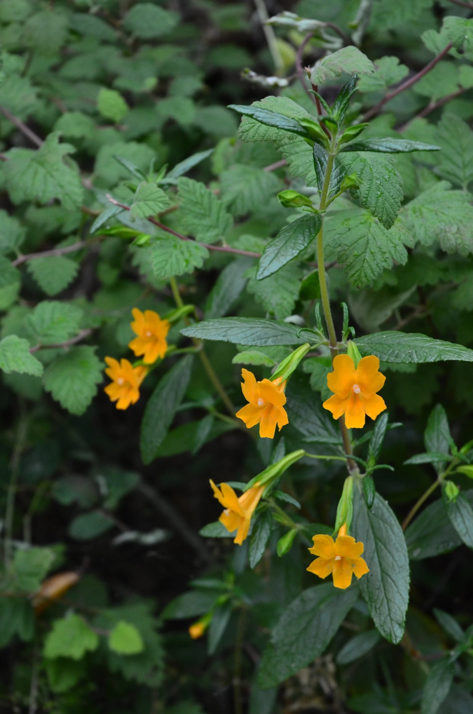 orange flower sticky monkey flower Mimulus aurantiacus closeup