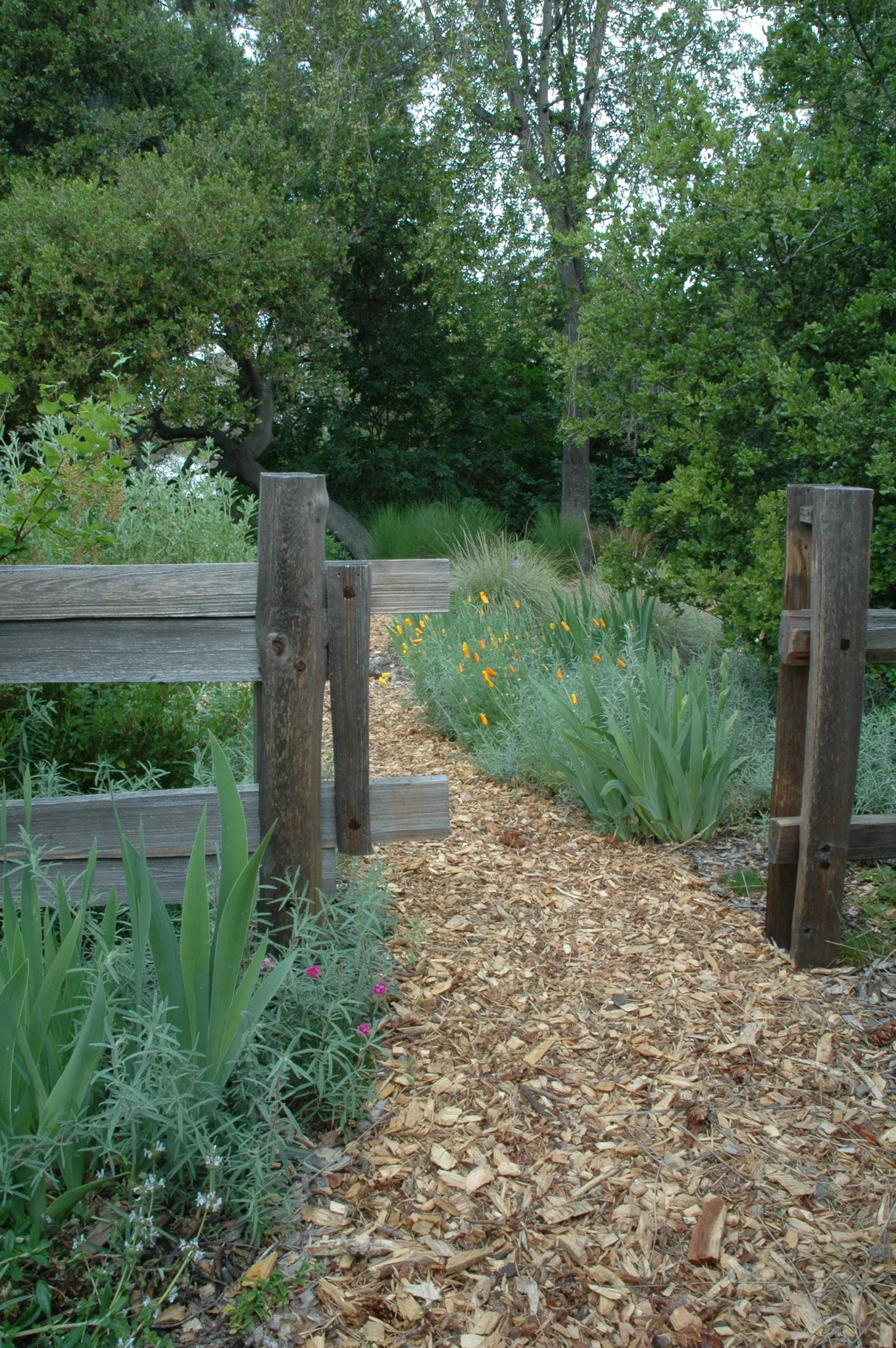 A mulch pathway with a natural wood fence and gate in a california native plant garden.