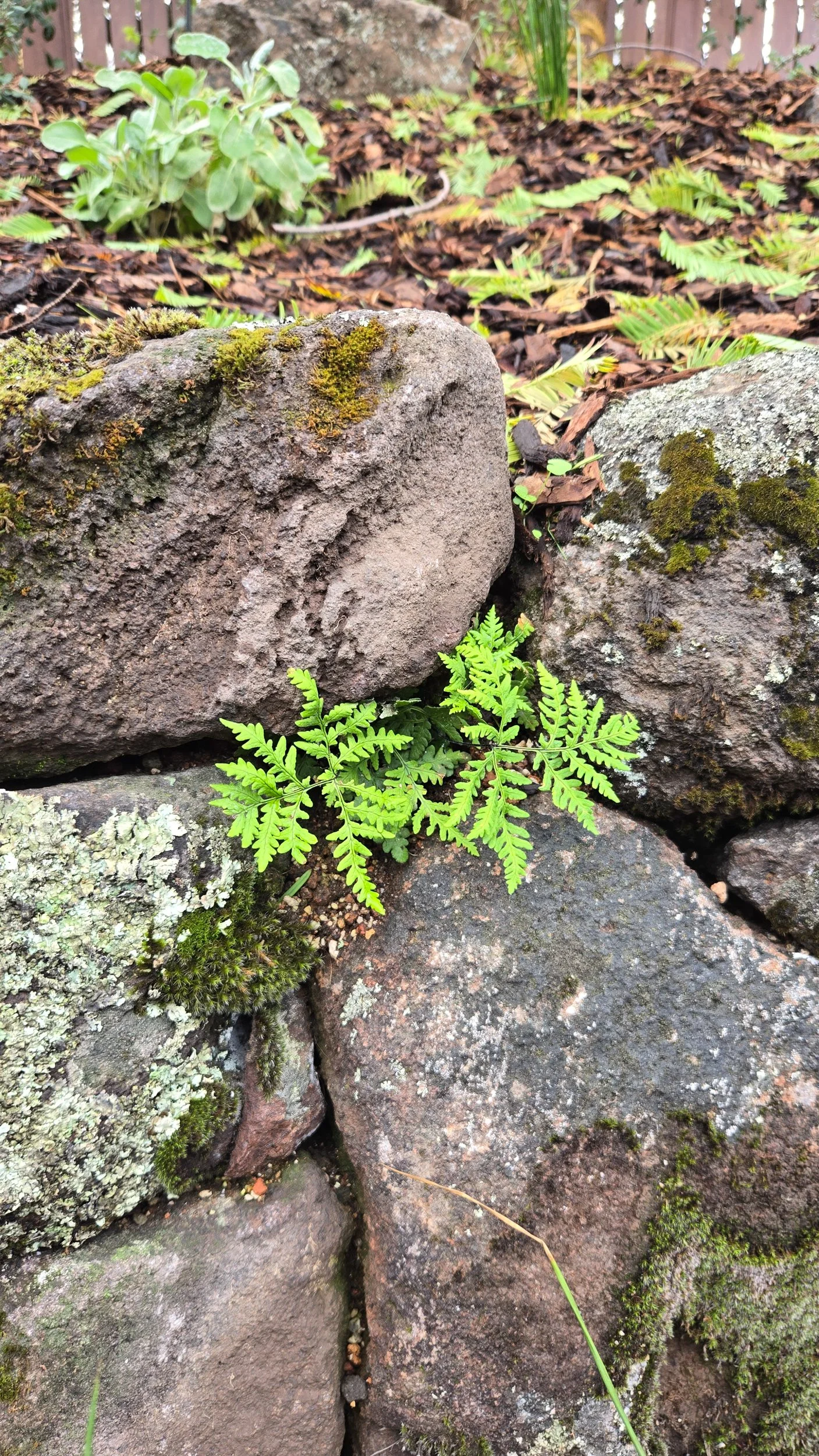 Drystacked moss rock wall with a fern growing through the cracks