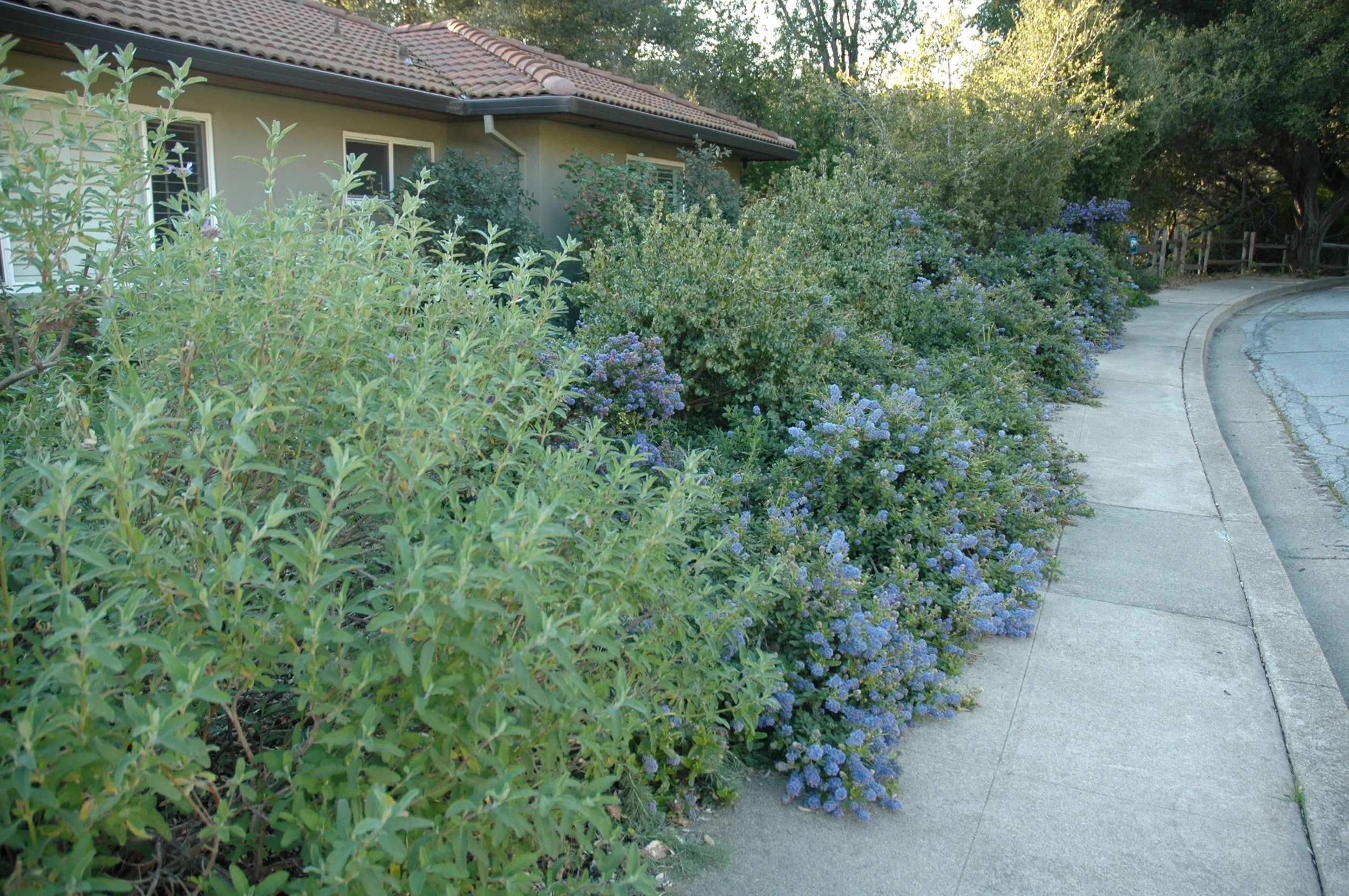 Front garden natural hedge california native plants ceanothus purple flowers