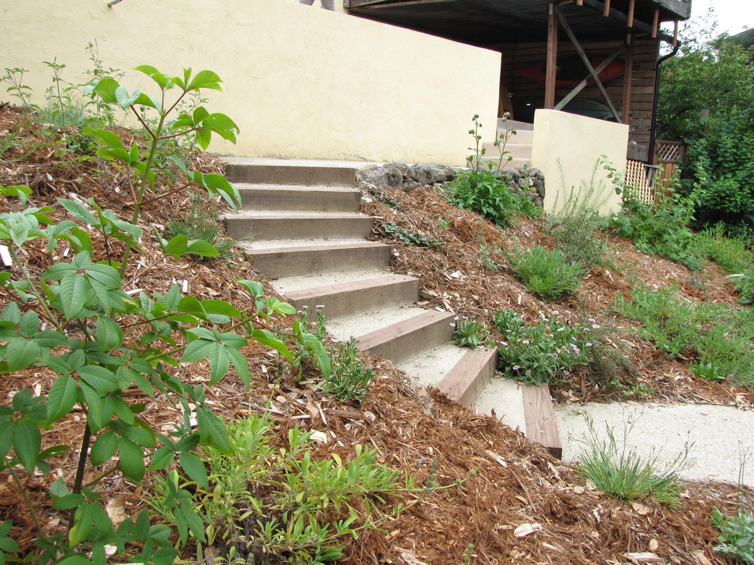 Timber tie steps with decomposed granite treads descend into a sloped back residential california native plant hillside garden with pollinator and bird plantings and mulch in Oakland
