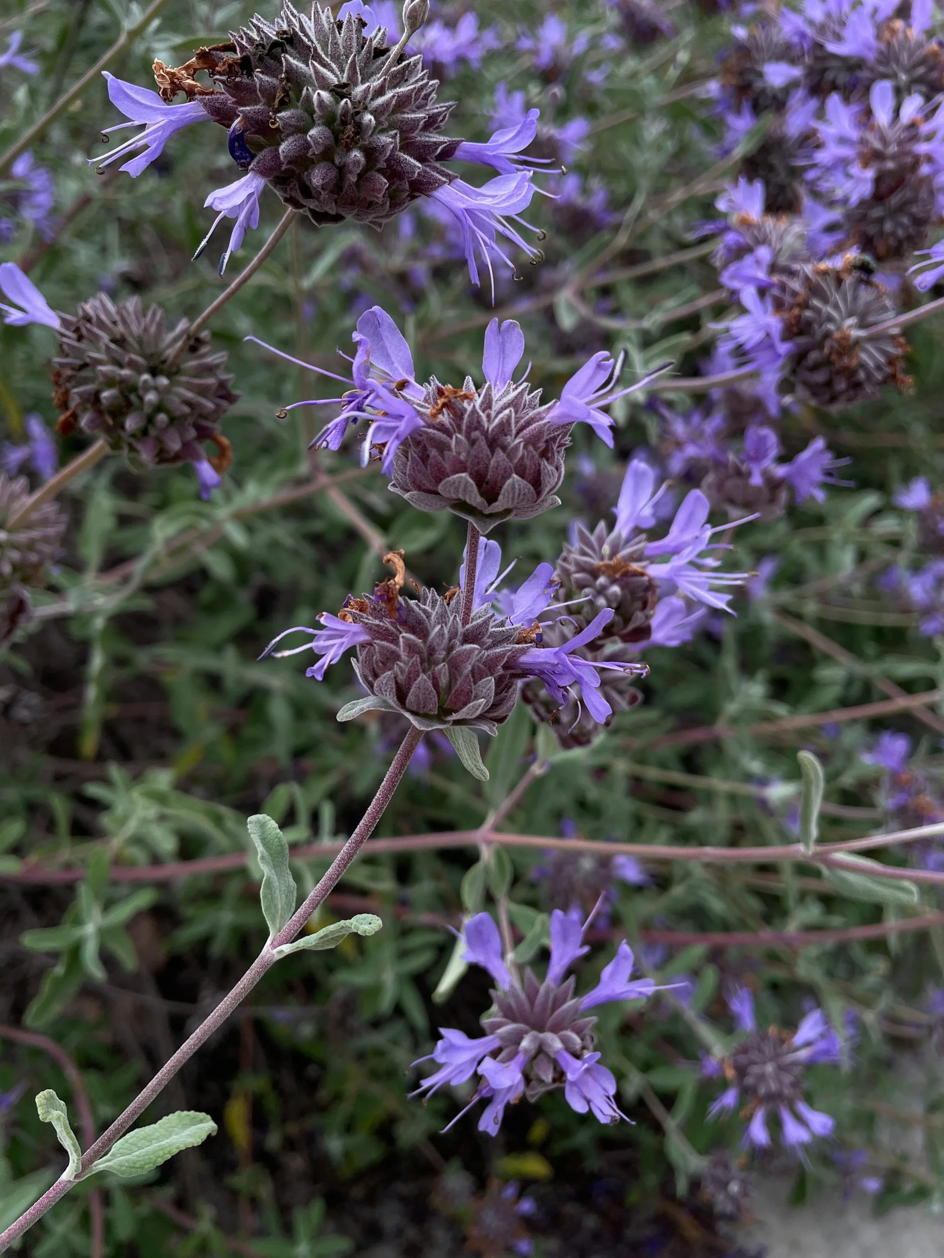 Salvia clevelandii cleveland sage purple flowers california native plant