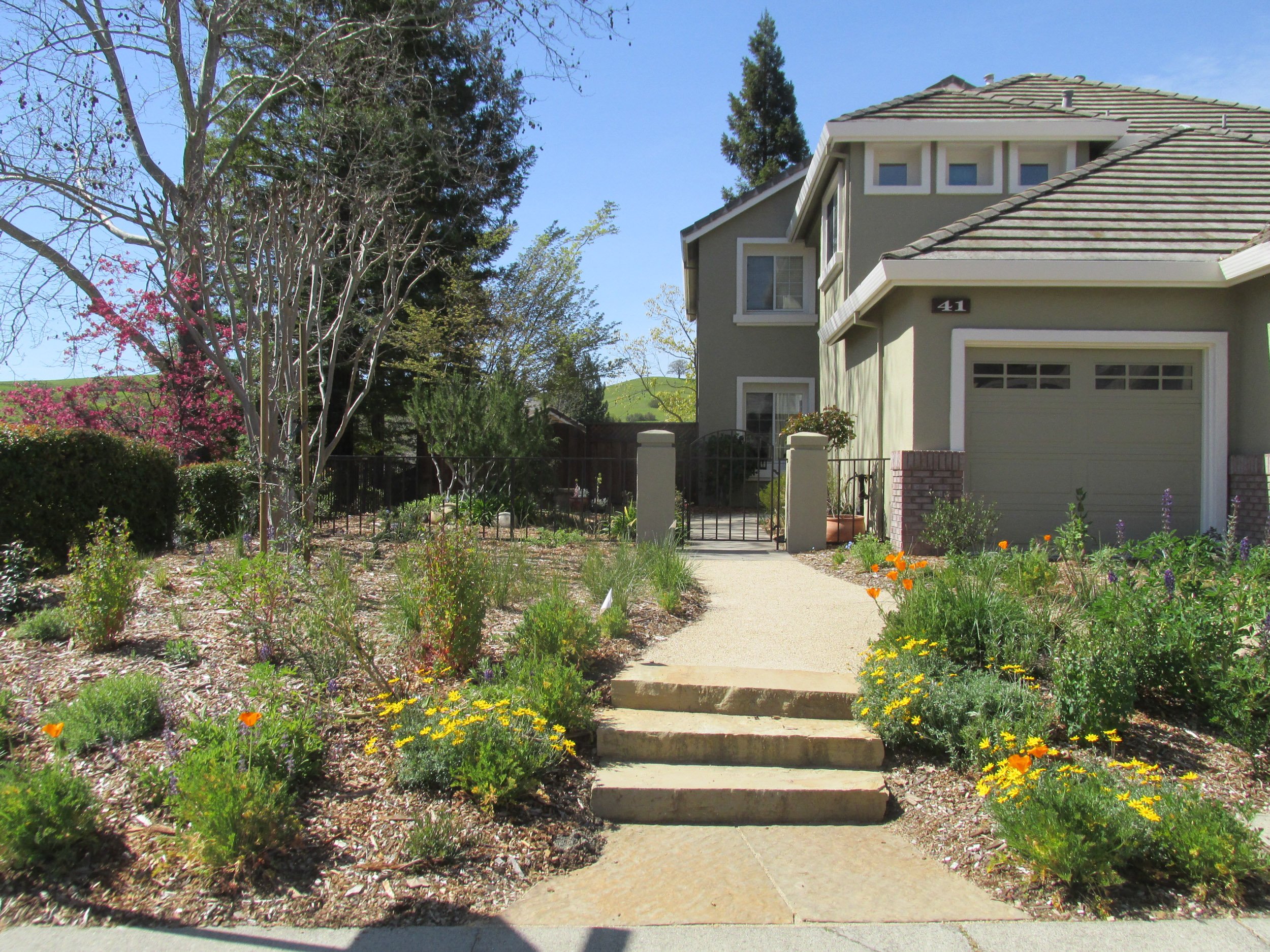 Natural tan stone steps form the front entry in a california native plant residential garden.