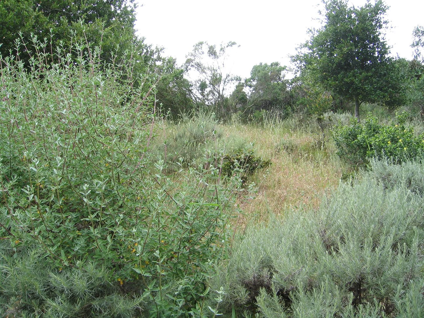 California native plants in a chaparral scrub community with green grey foliage.