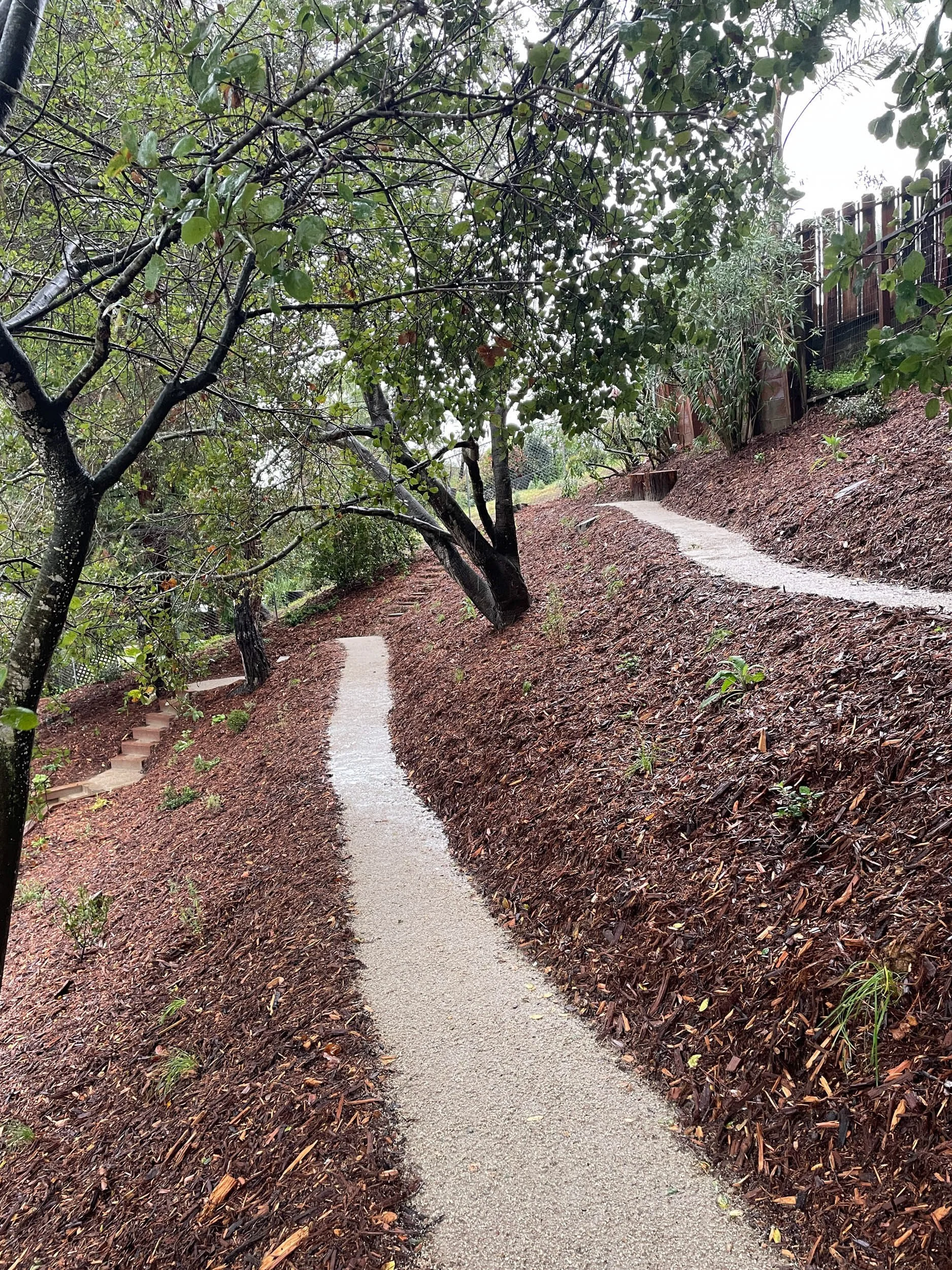 A steep residential back garden hillside newly planted and mulched with a tan decomposed granite path and california native plants.