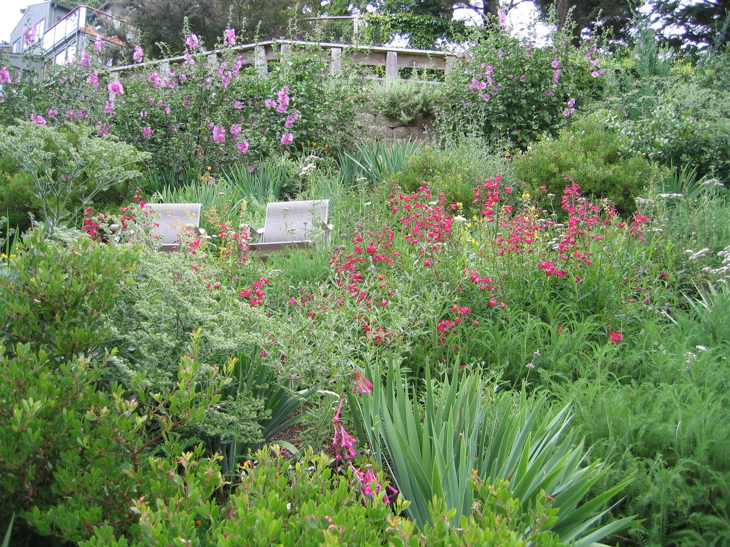 A mix of California native plants and non-native perennials add a riot of color to this sloped hillside garden.