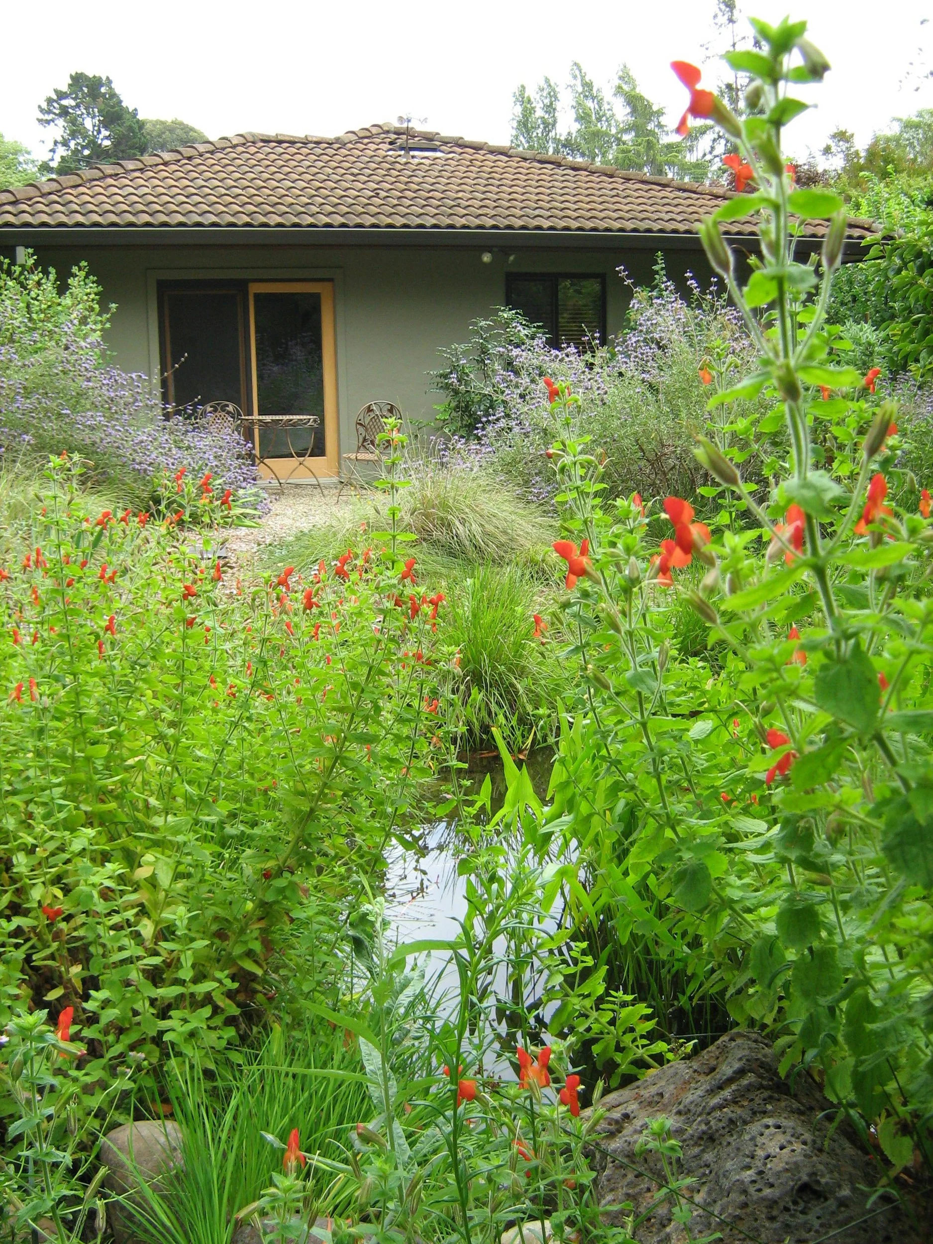 Back garden residential landscape with natural pond water feature california native plants and mulch pathway.