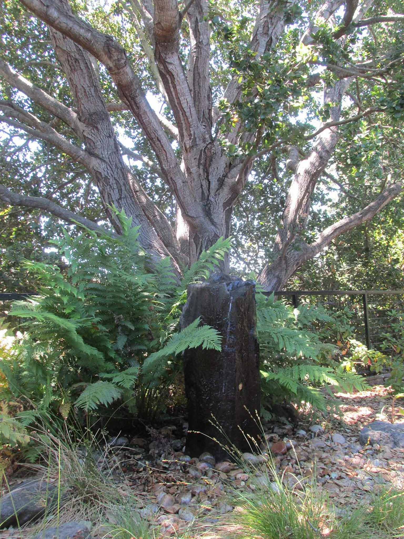 A columnar stone fountain surrounded by california native ferns in a shady residential garden.