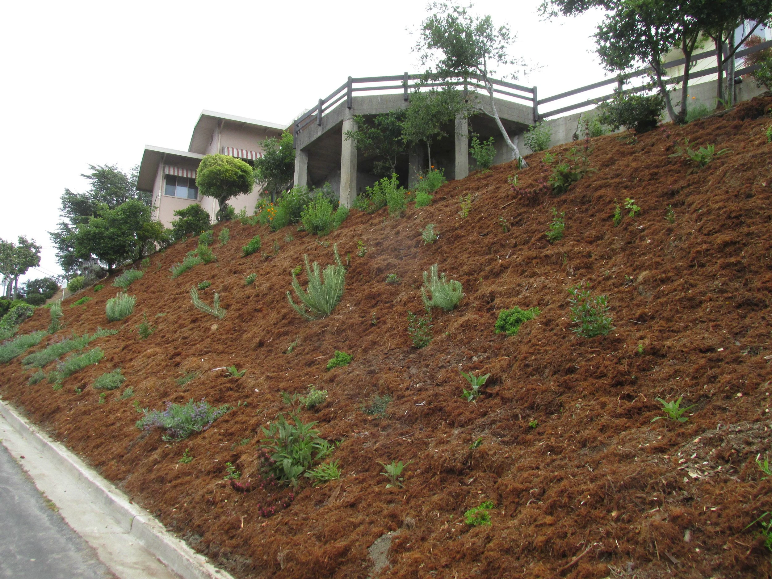 A newly planted hillside with redwood bark mulch and california native plants.