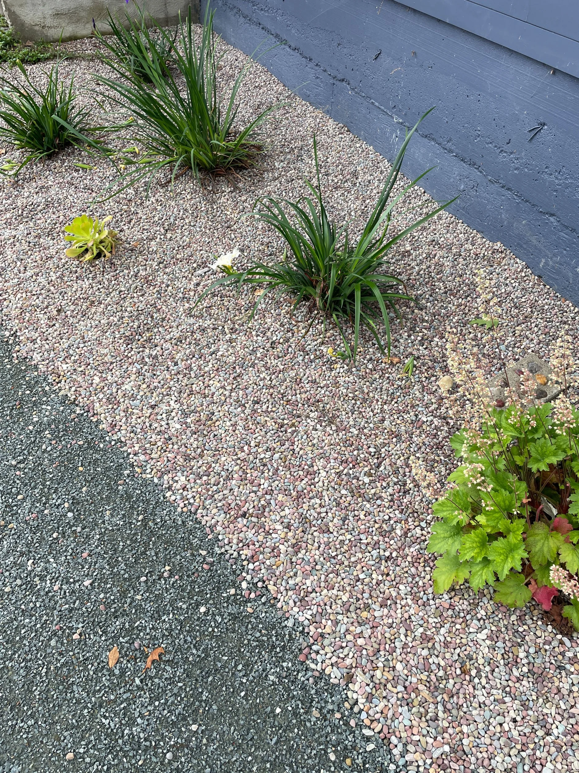 A 5 foot wide gravel mulch planting bed with low california native plants and a gravel pathway in Zone 0 helps to protect this residential home from wildfire.
