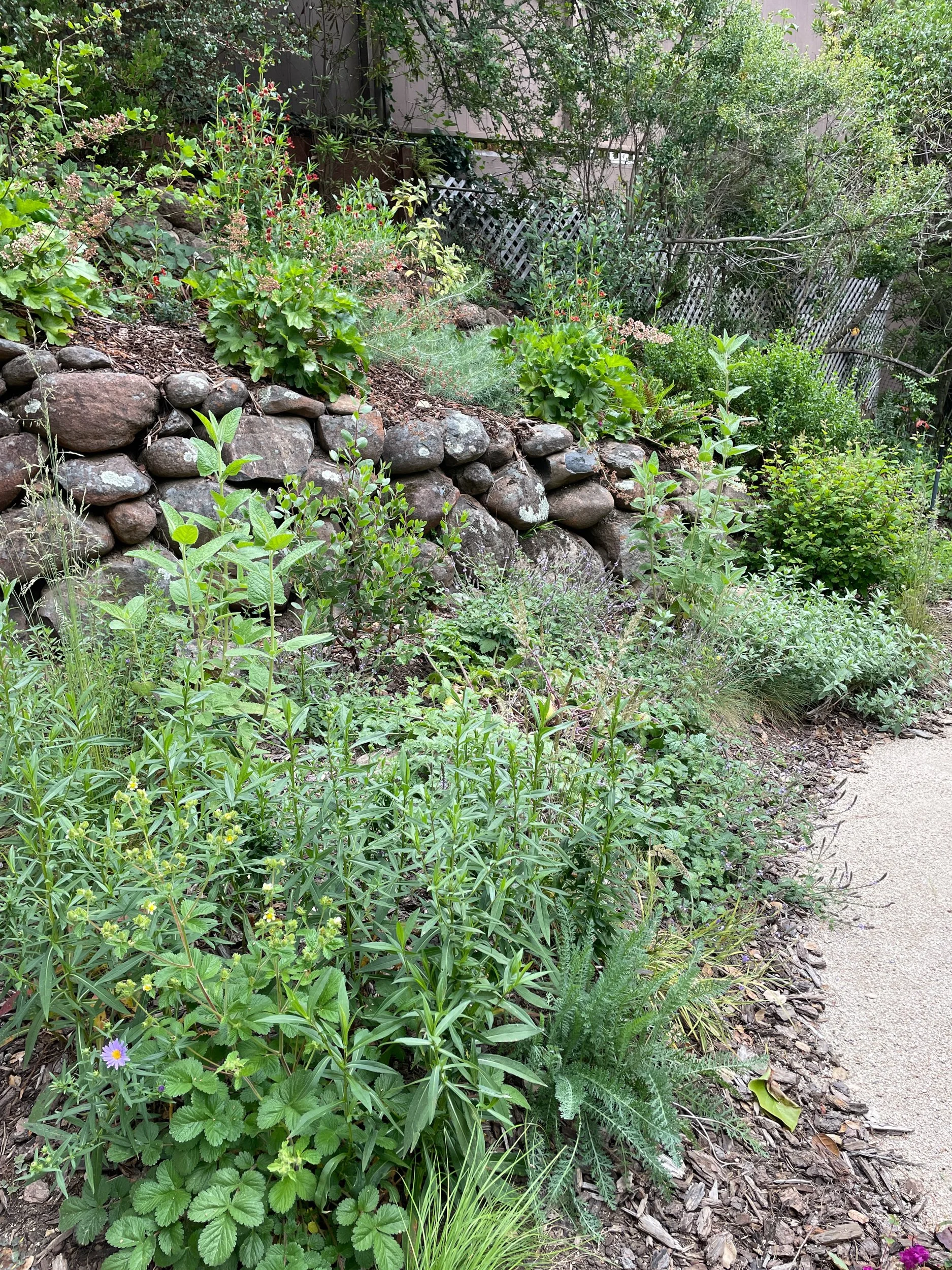 Dry stacked moss rock wall with california native plants in a sloped berkeley hills residential garden