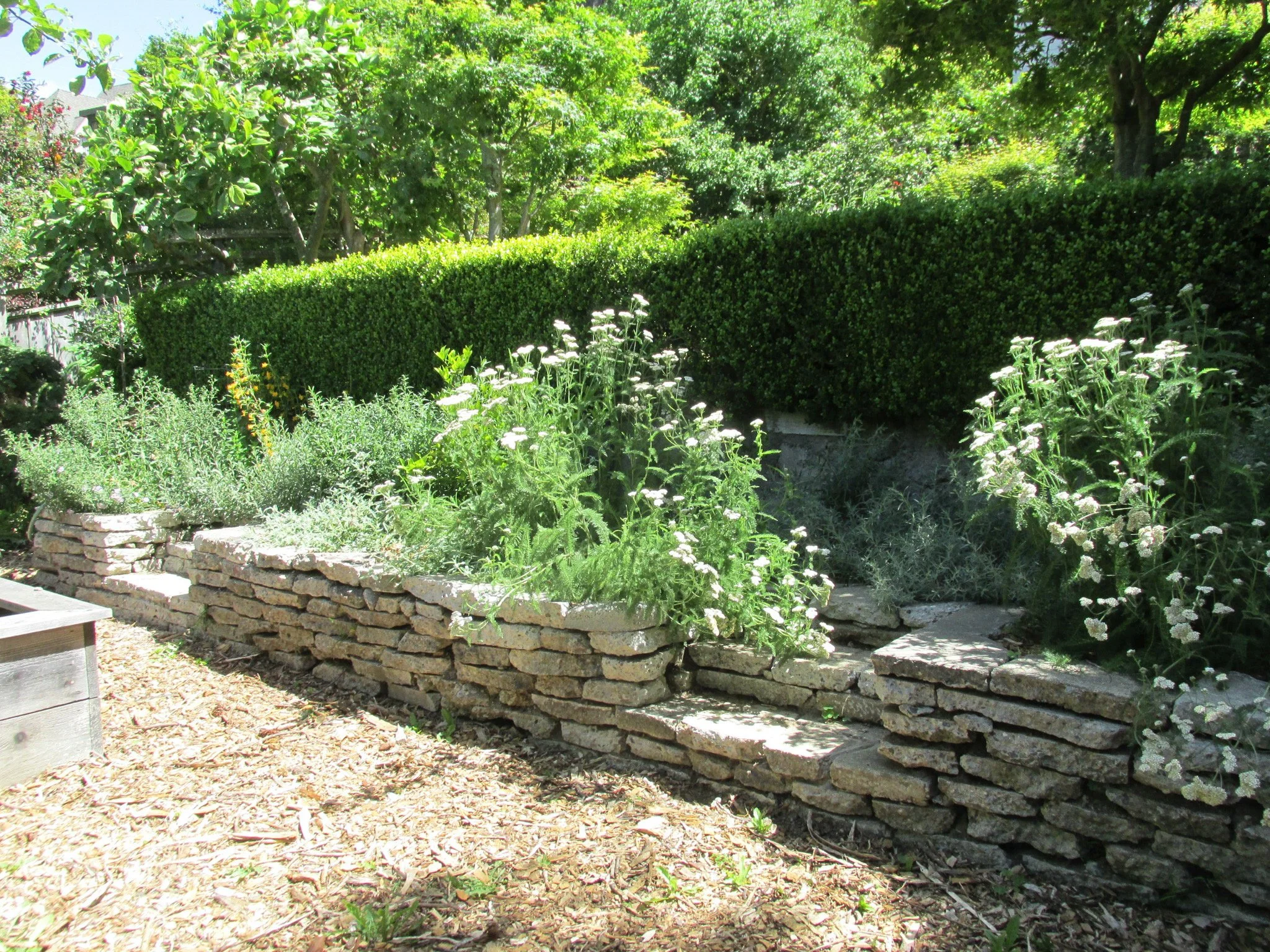 An urbanite reclaimed concrete retaining wall becomes a raised bed in a residential garden with flowers and steps for access and mulch pathways.