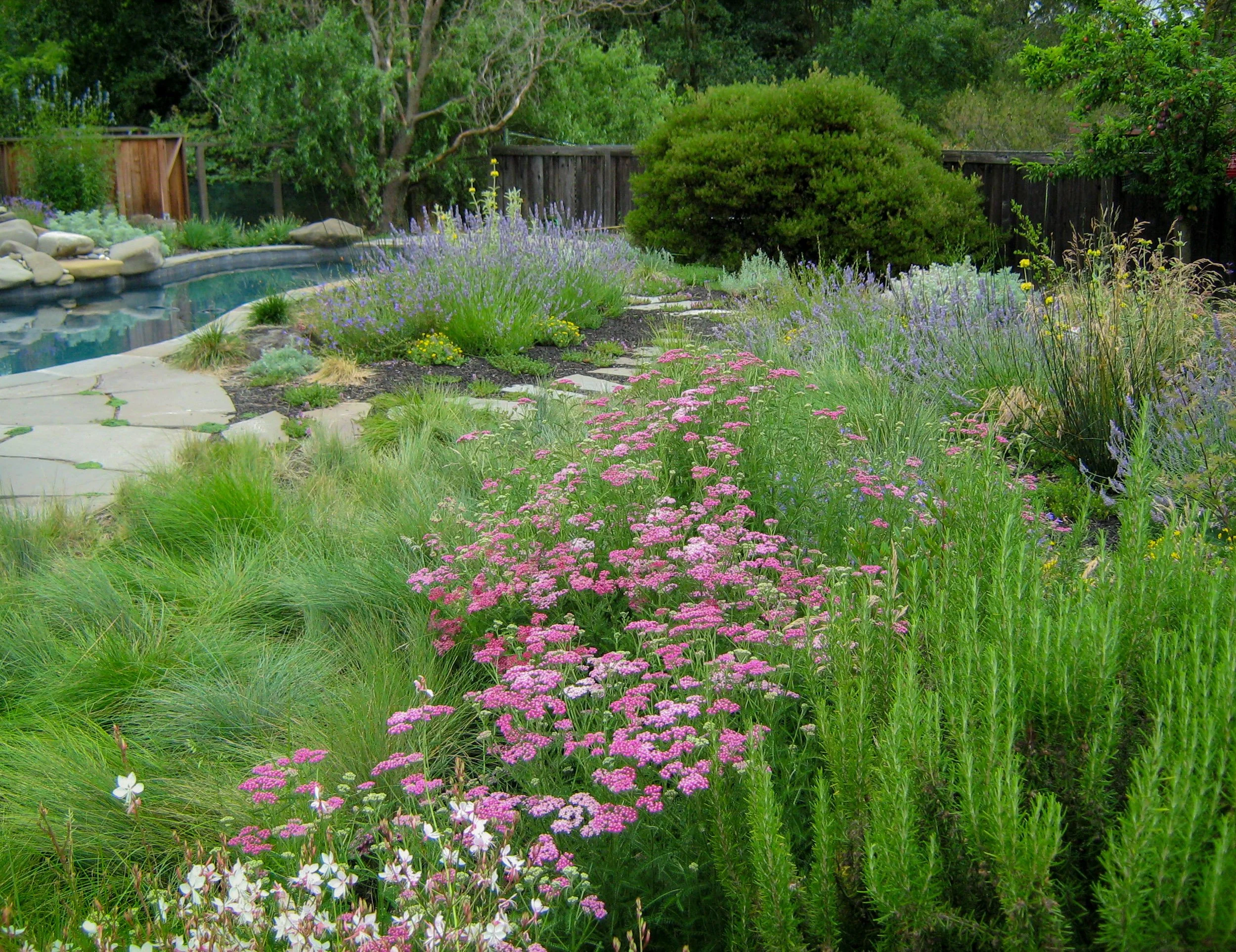 California native lawn alternative meadow grass in a residential garden near a pool with a natural tan flagstone patio and pink blooming yarrow with rosemary and lavender.
