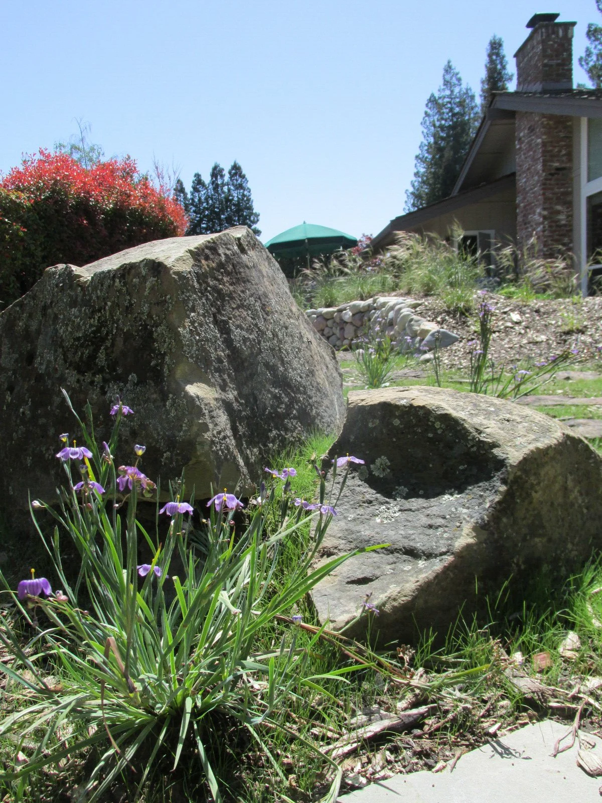 Boulders and rocks mix with California native plants in this geological garden.