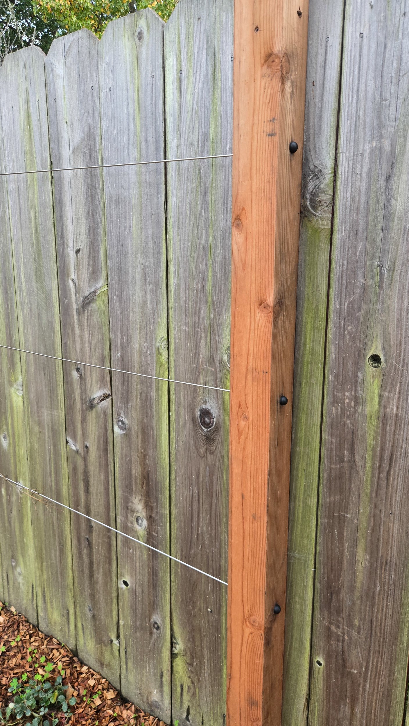 Wood trellis on wood fence with wire