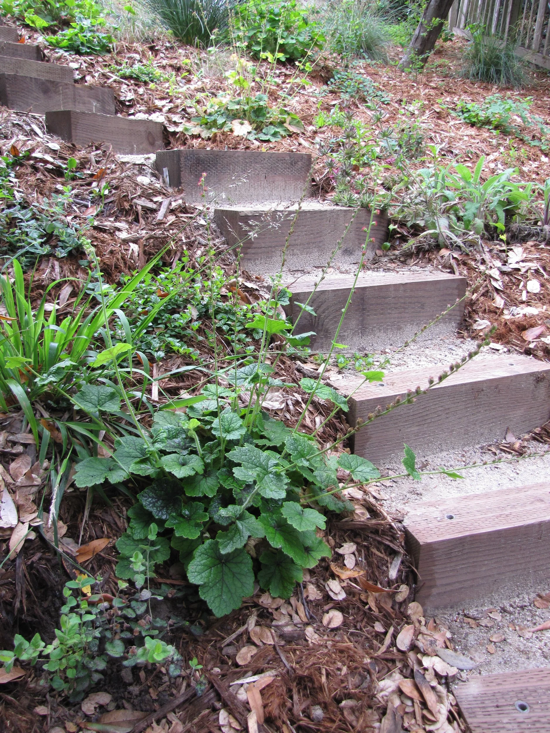 Timber tie curved wood steps with tan decomposed granite backfill in a mulched california native plant residential hillside landscape.