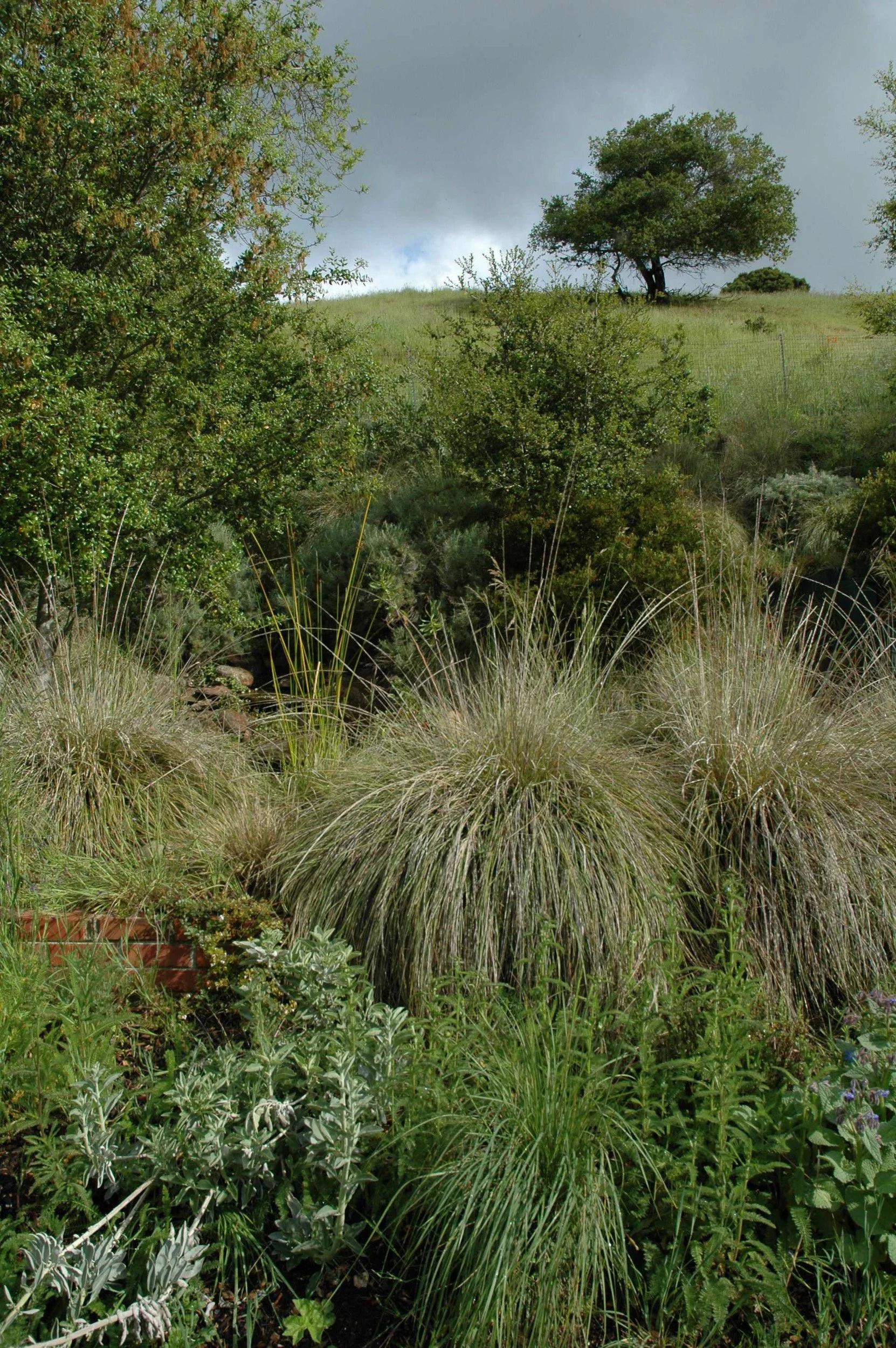 Deer grass muhlenbergia californica california native plant garden landscape wildland urban interface oak woodland in distance