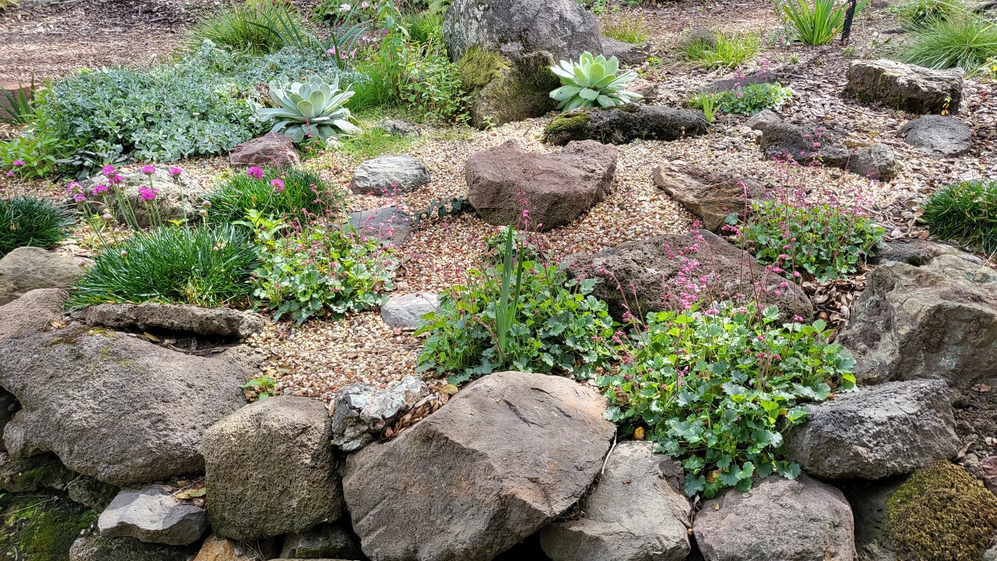 A california native plant rock garden in a residential landscape with low small boulders.