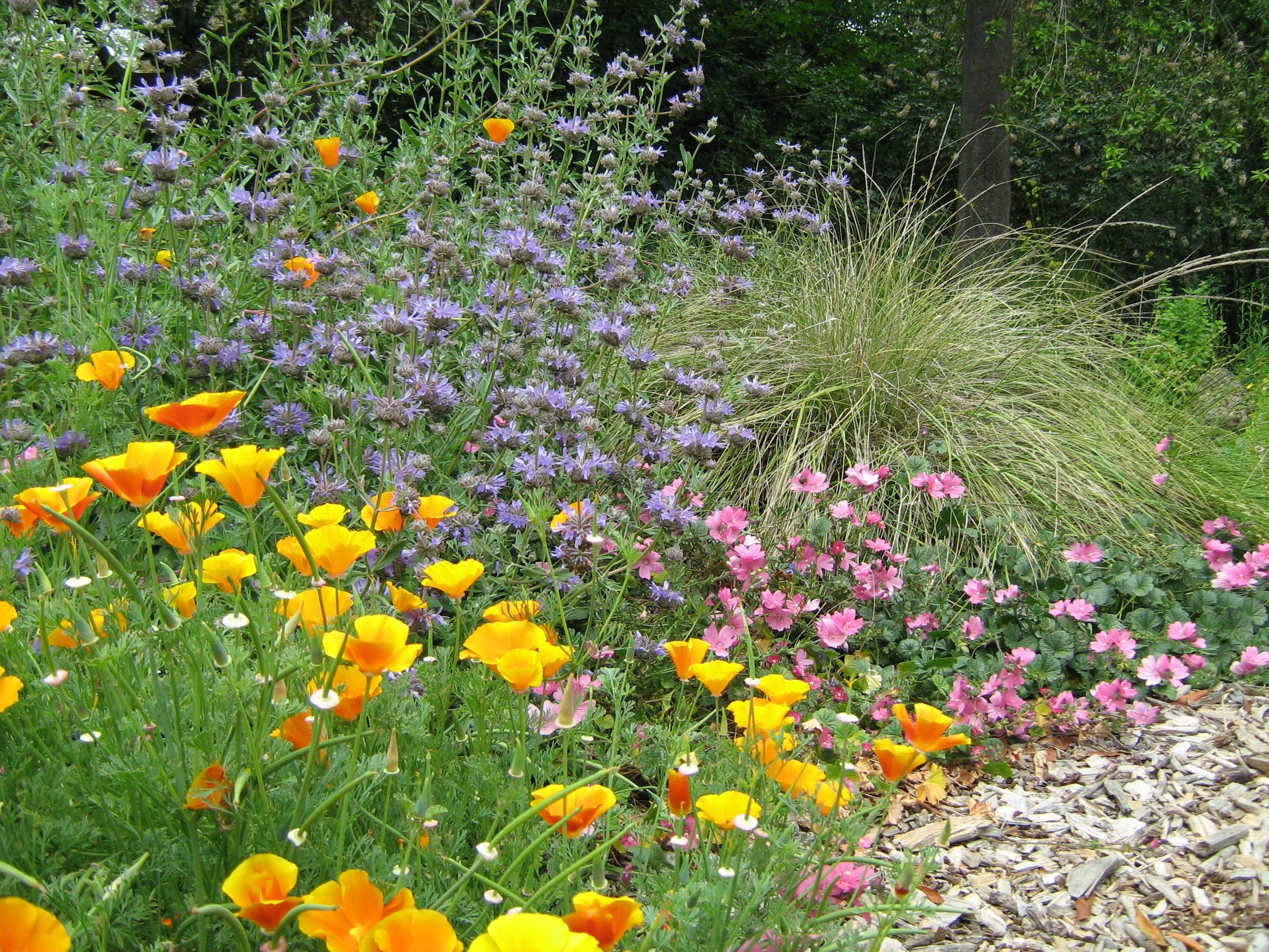 California native plant garden with orange California poppies, salvia clevelandii, and bunch grass