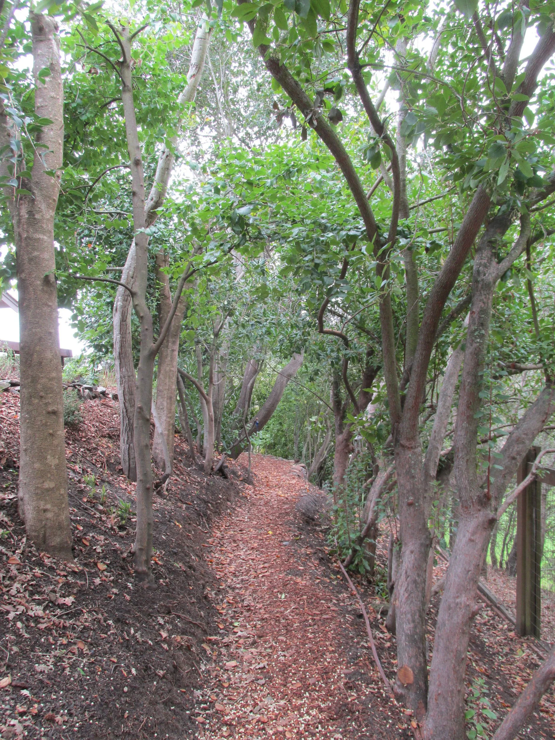 A mulch pathway winds through a shady tree canopy in the lower part of the garden.