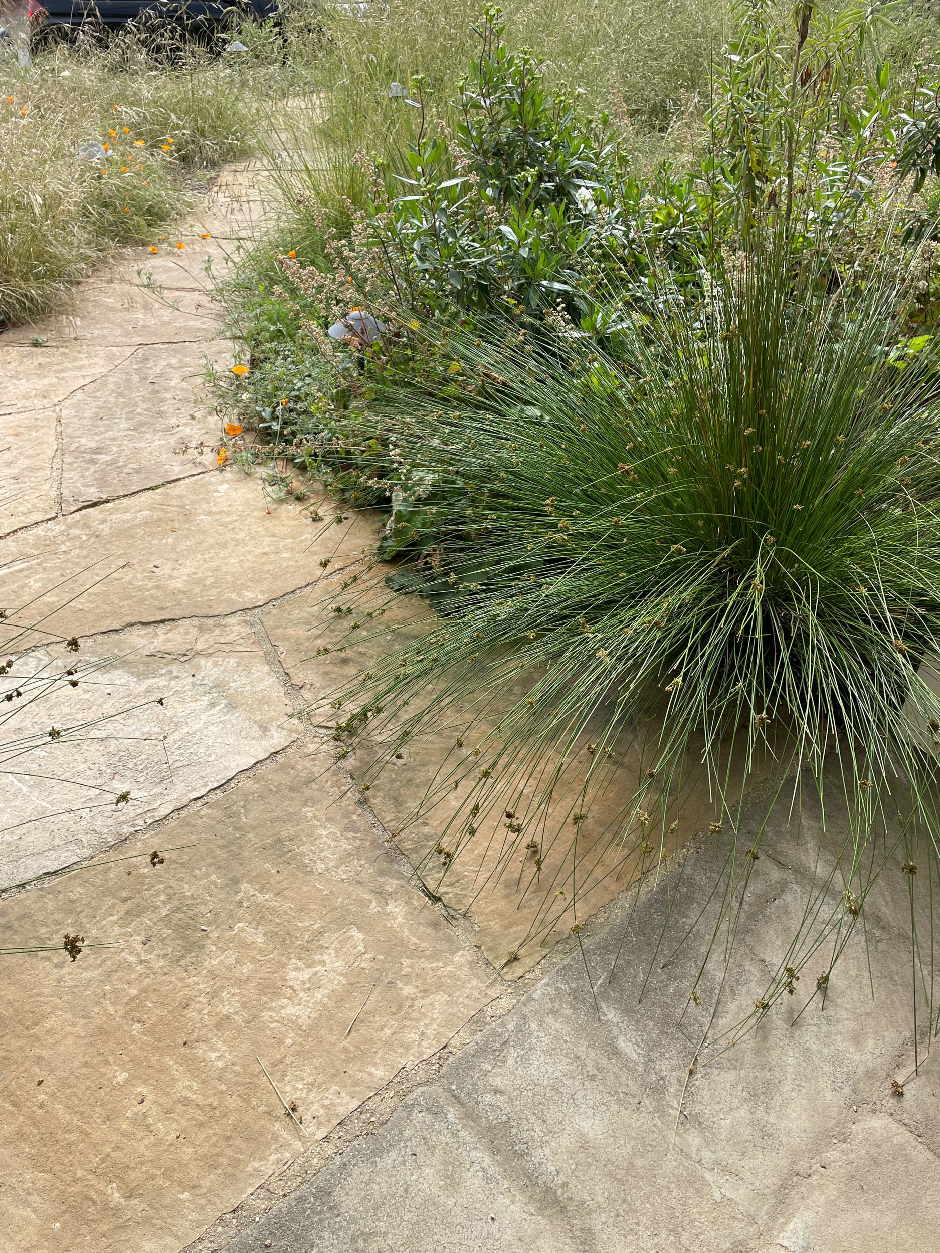 Curving tan flagstone pathway through california native bunch grass