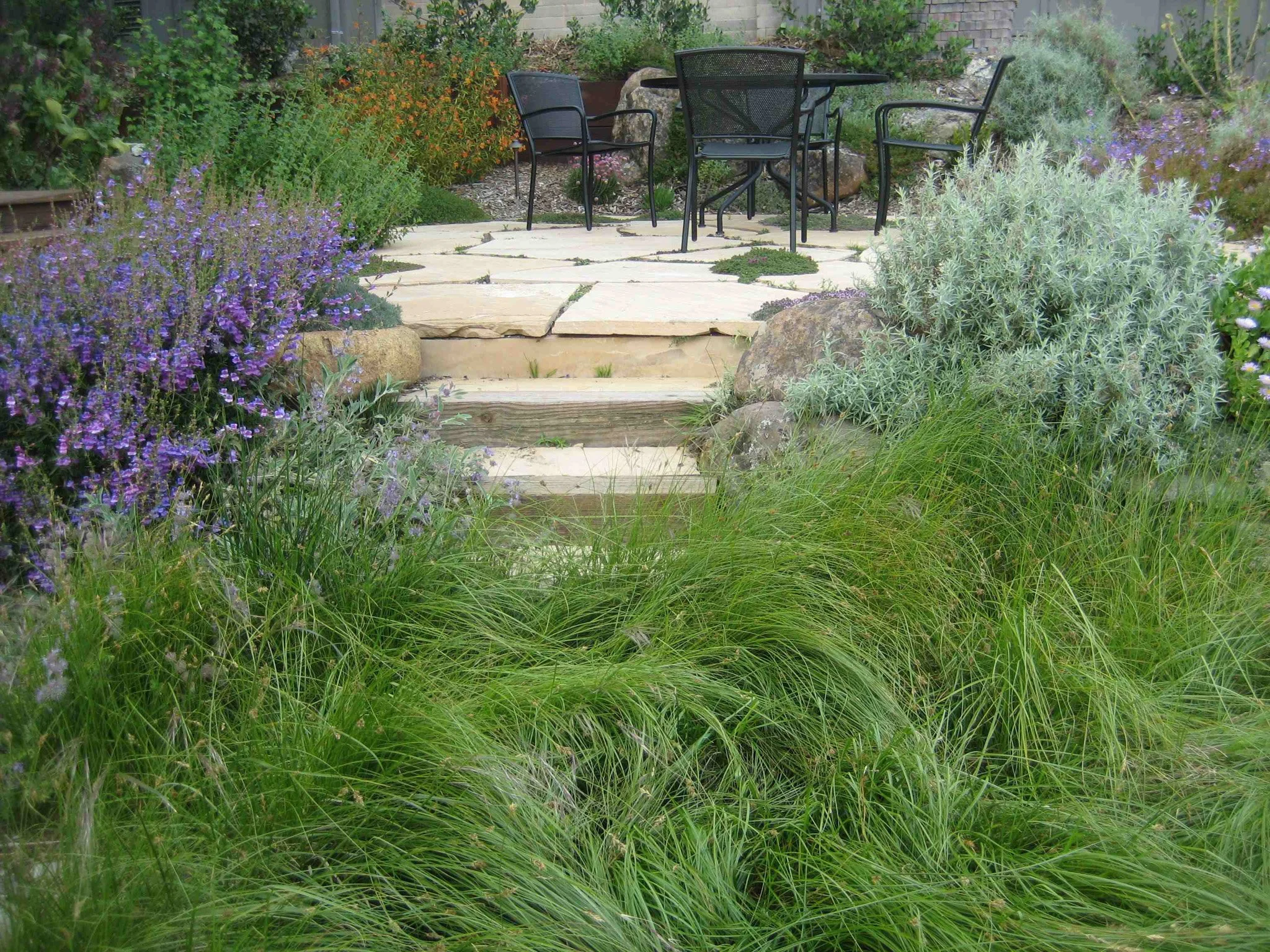 California native lawn alternative meadow grass in a residential garden with a flagstone patio and stone steps.
