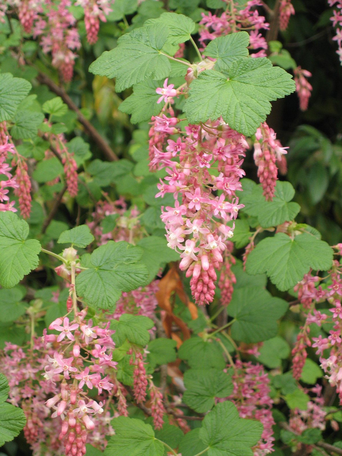 A close up photo of a ribes sanguineum california native plants pink green currant