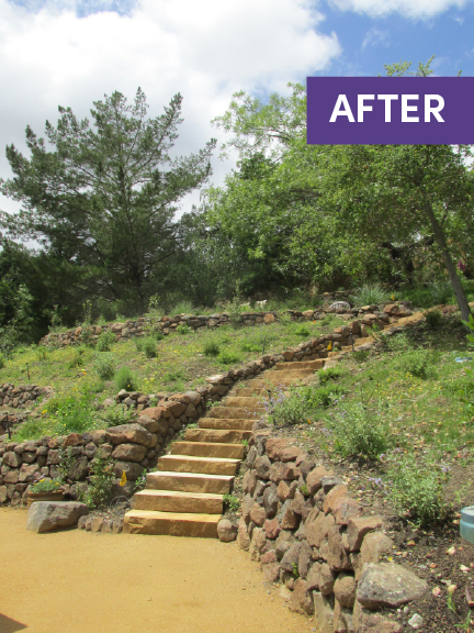 Before and after — Lafayette hillside native garden transformation