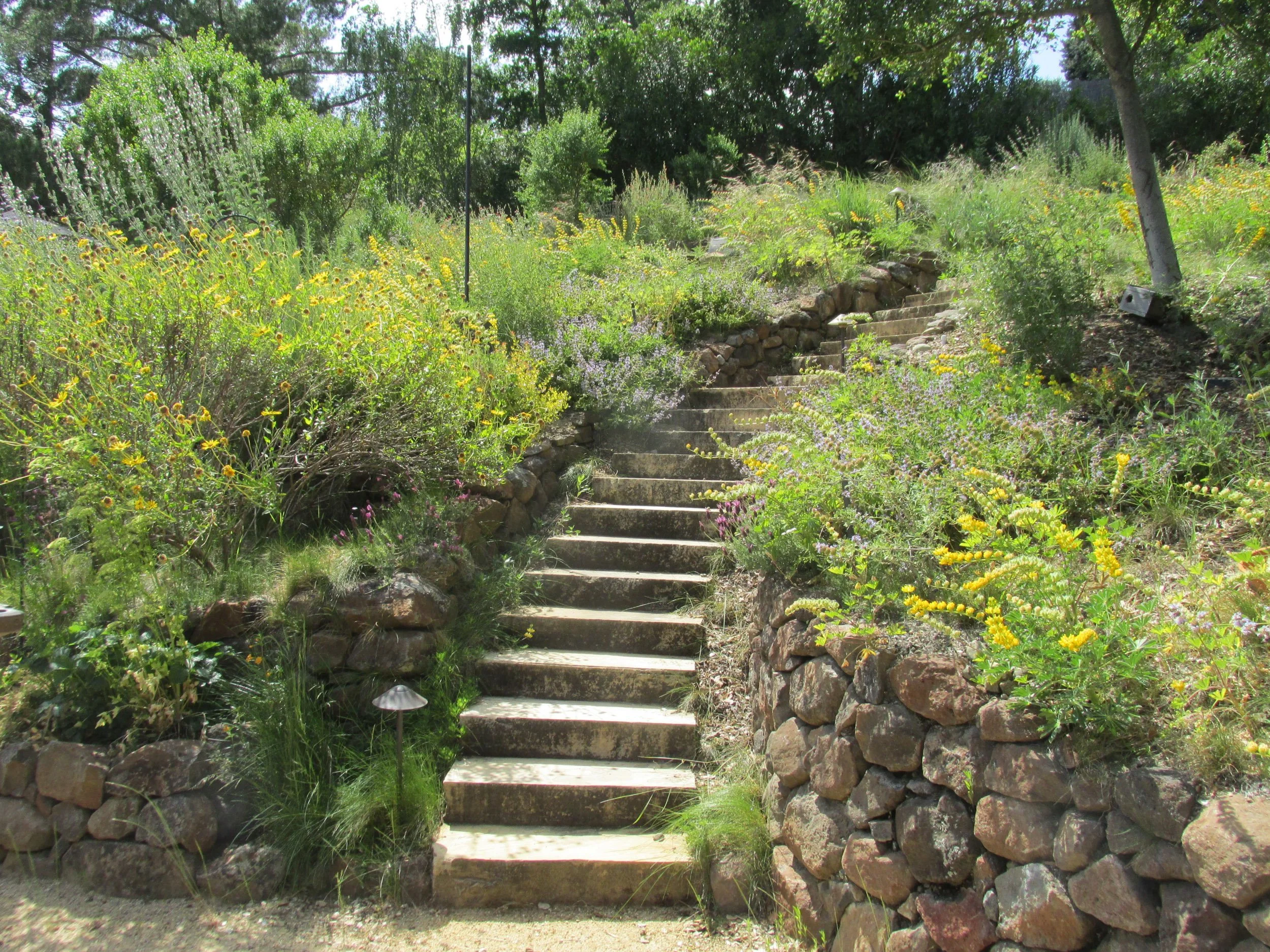 Stone steps curve organically up the steep hillside in this terraced wildlife garden, flanked by dry stacked stone walls and native plantings.