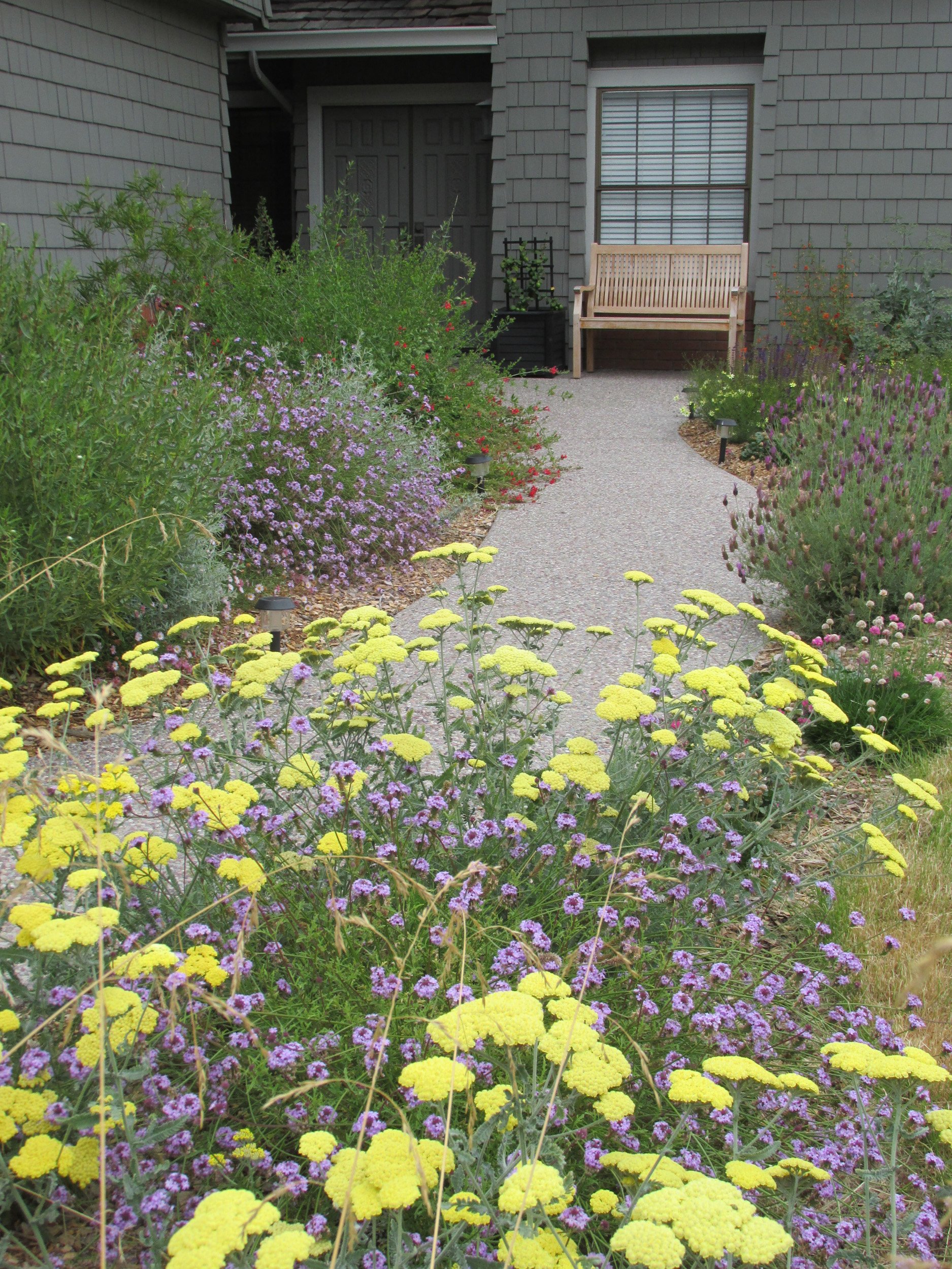Yellow yarrow and purple verbena in california native plant habitat garden residential entry with concrete path and wood bench