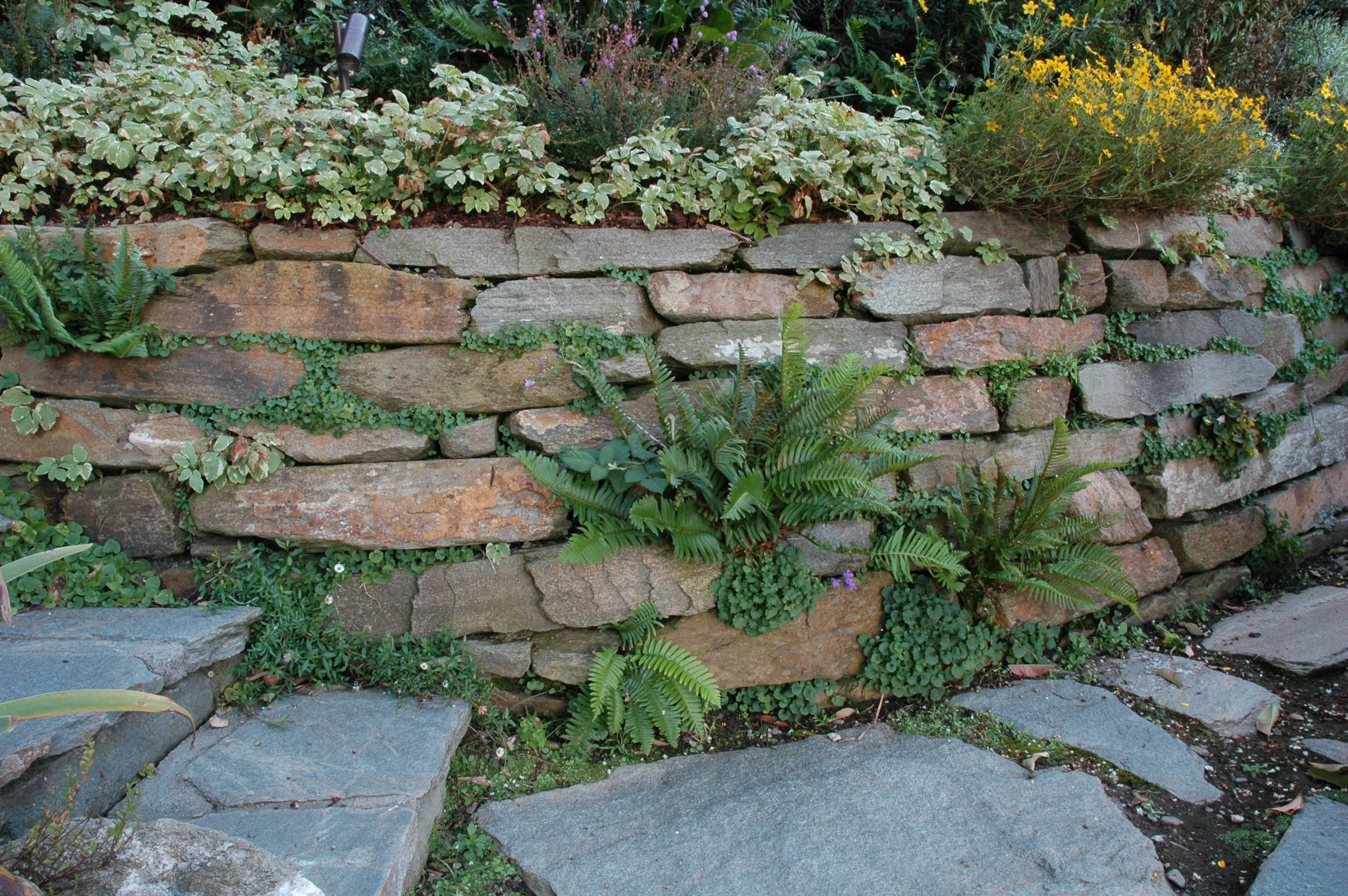 Dry stacked linear geometric tan stone wall with ferns growing through the cracks and a grey flagstone walkway.