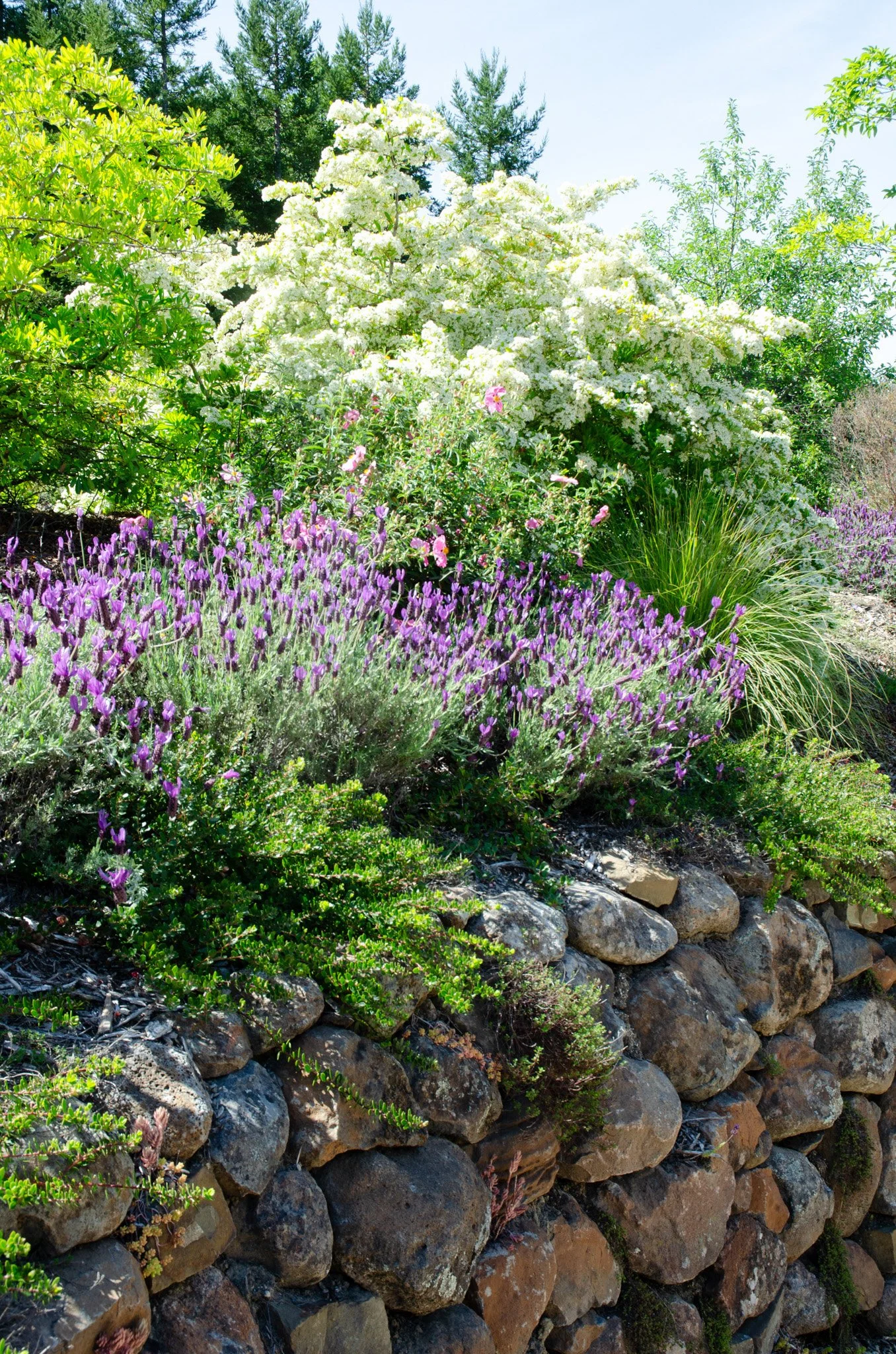 Dry stacked moss rock stone wall with lavender spilling over top.