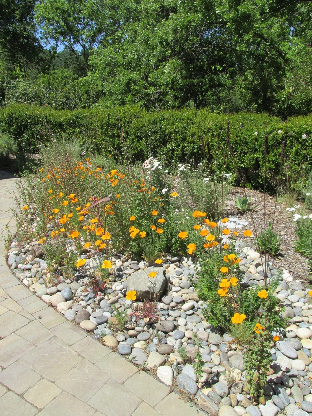 Annual and perennial plantings mix together in this sunny California native plant garden for seasonal interest.