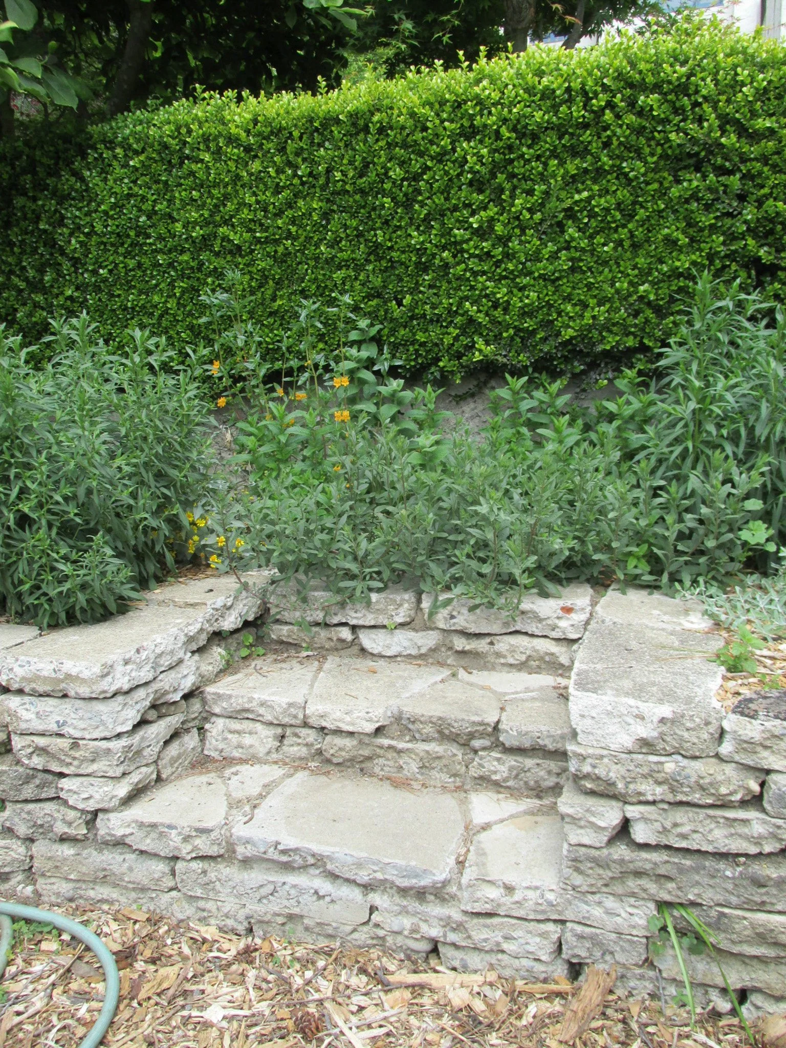 Urbanite reused repurposed concrete wall and steps into a raised bed in a residential garden.