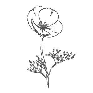 Line drawing illustration california poppy escholzia californica by Stephanie McKenna