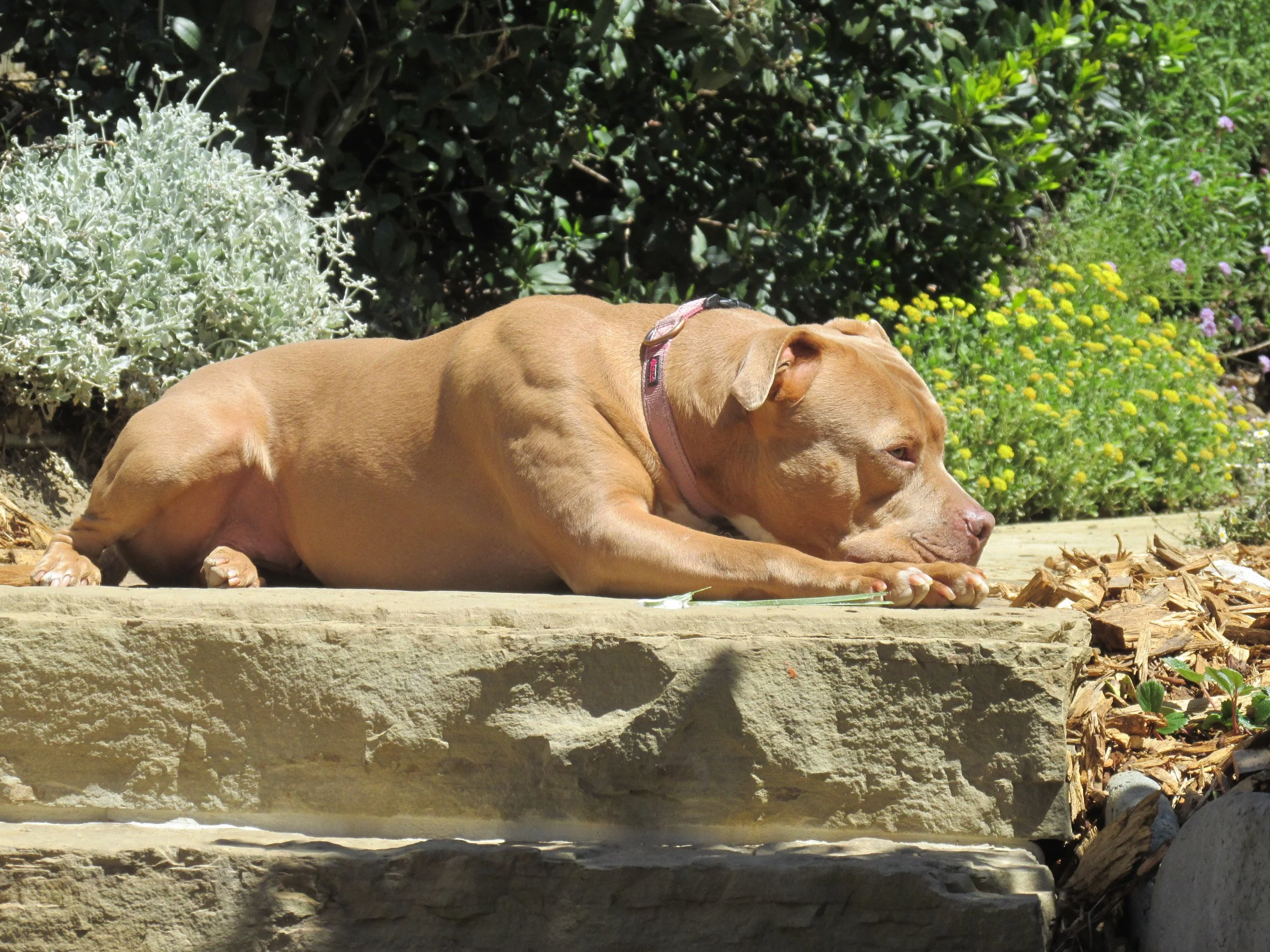 A cute dog sleeps on top of a stone landscape step in a california native plant garden.