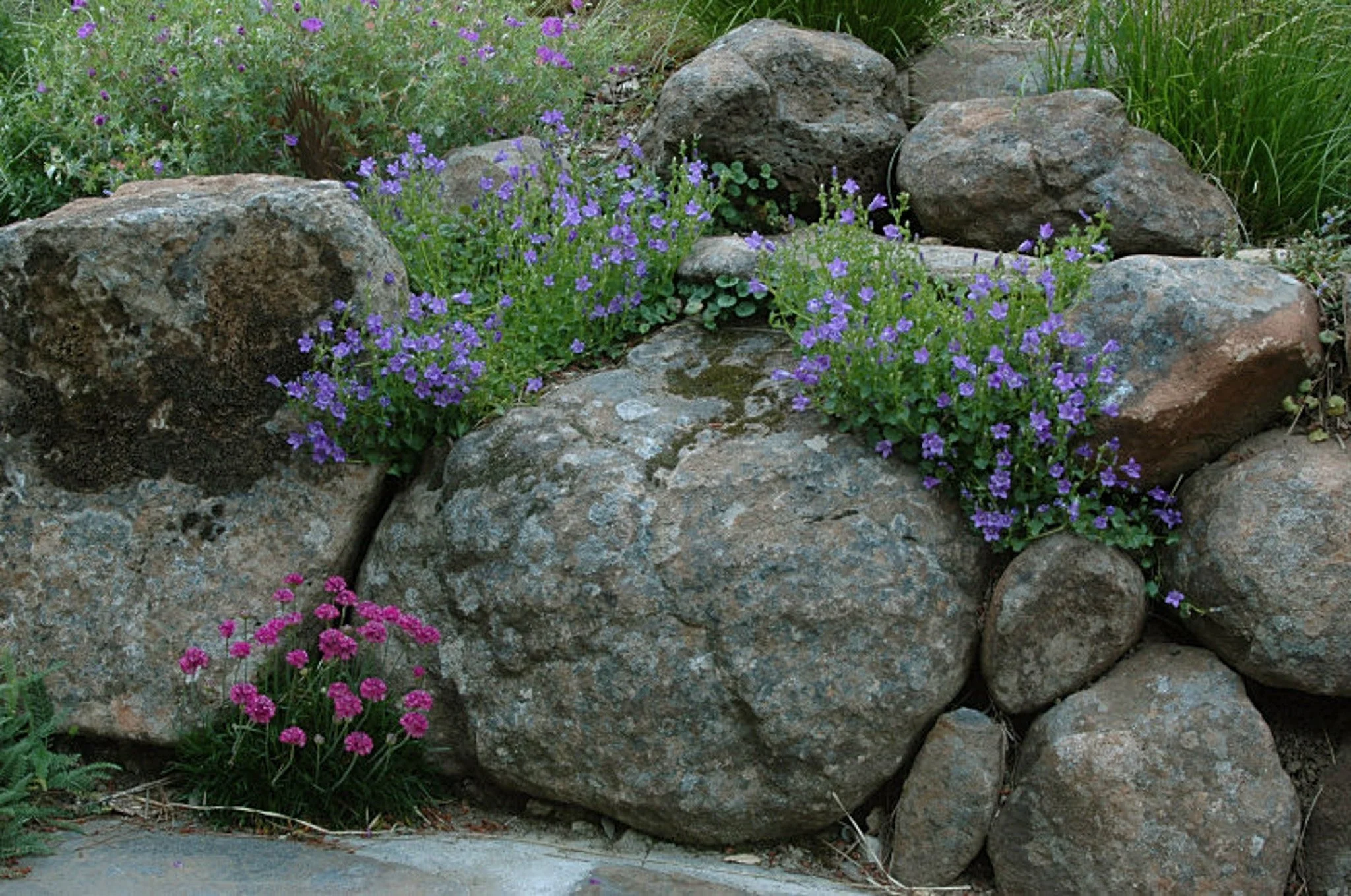 Grey moss rock dry stacked stone wall with purple and pink plants growing in cracks.